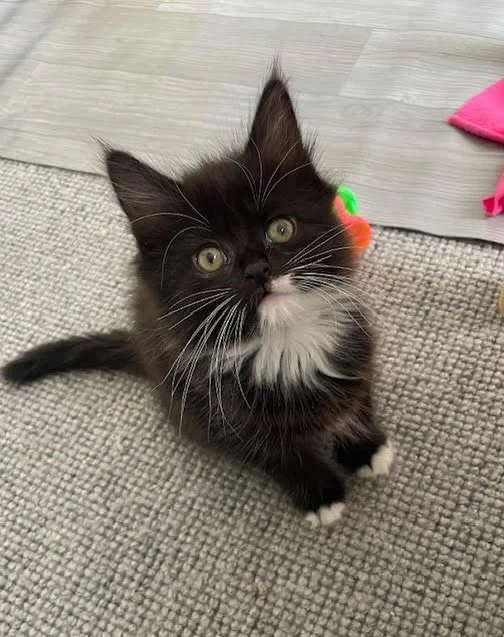 🩷 AVAILABLE FOR ADOPTION 🩷

Meet Jingle, Spook, Pixie-Belle, Minx and Meatball✨

These beautiful babies are officially looking for their forever home🏡✨

Think you have the perfect spot on your couch for these cuties? Here&rsquo;s how to apply:

📖