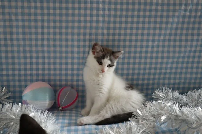 🩷 AVAILABLE FOR ADOPTION 🩷

Meet Mikasa, Freya, Jasmine, Scruffles and Hopper✨

These beautiful babies are officially looking for their forever home🏡✨

Think you have the perfect spot on your couch for these cuties? Here&rsquo;s how to apply:

📖 