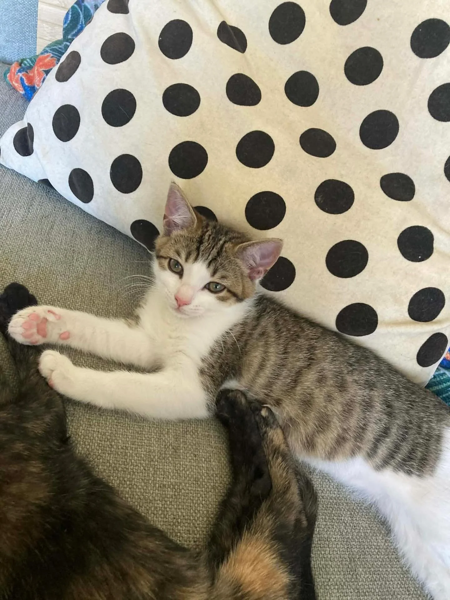 Alright guys our Ducky girl is the last of her foster siblings to be adopted! She is the most precious soul and baby girl! Please let&rsquo;s share, like and comment to boost her profile so we can find her a family! Also swipe for teeny tiny baby Duc