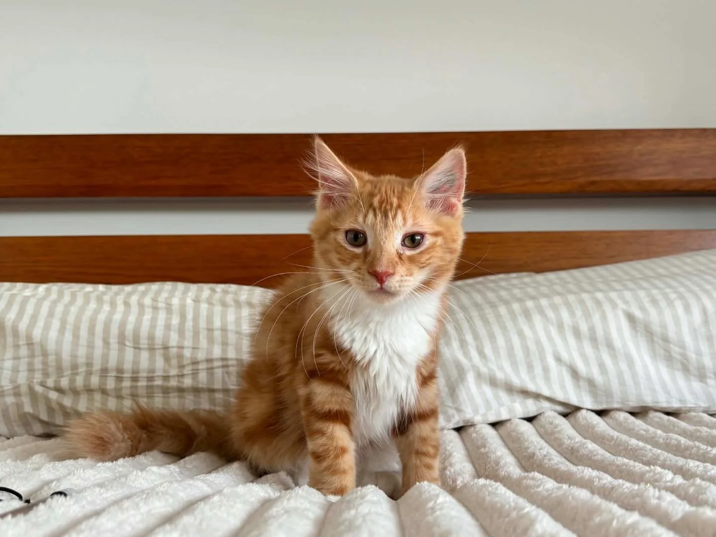 🩷AVAILABLE FOR ADOPTION🩷

🍊 Meet Fanta: The Zesty Ginger Spark! 🍊

&ldquo;Why blend in when you were born to stand out?&rdquo;

Fanta is exactly like his namesake, bubbly, refreshing, and full of &ldquo;fizz&rdquo;! This bold ginger boy is a high