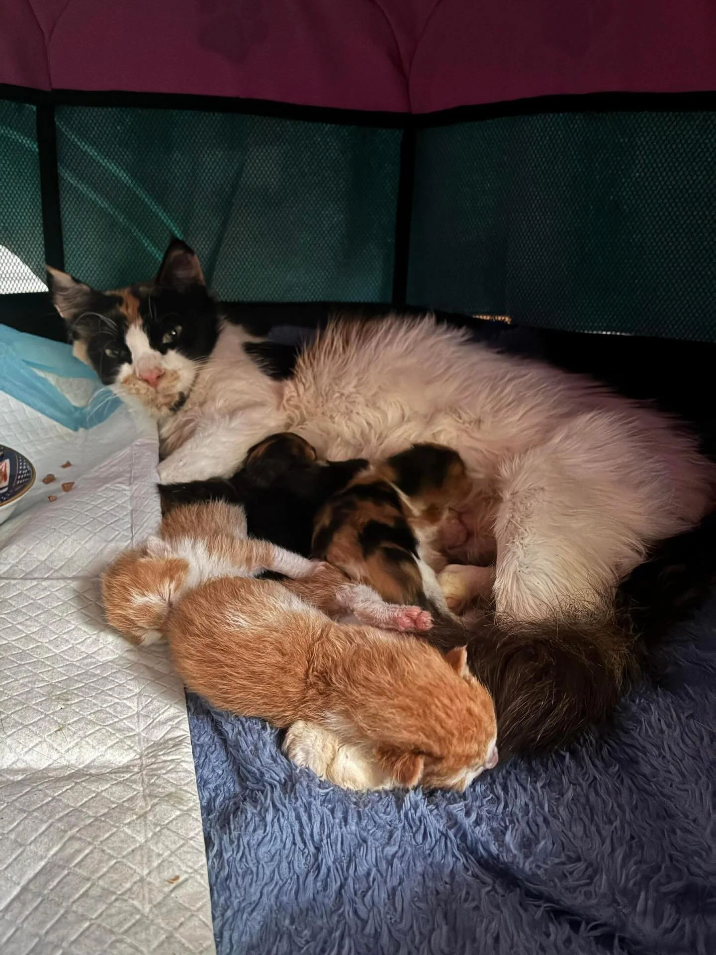 Yesterday during Melbourne&rsquo;s 40+ degree day we got a call from a lovely lady who had found this family in her backyard. Right away with concerns for their welfare due to the scorching heat, one of our amazing volunteers Sophie went right out wi