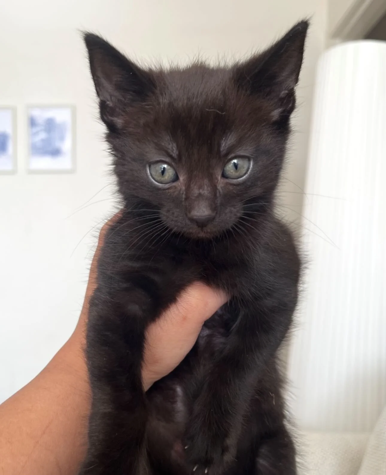 🩷AVAILABLE FOR ADOPTION 🩷

Meet Chase: The Tiny Pocket Rocket! 🚀🐾

If you&rsquo;re looking for a quiet lap cat to sit still for photos... keep scrolling! But if you want a non-stop bundle of joy and a daily workout, Chase is your man. True to his