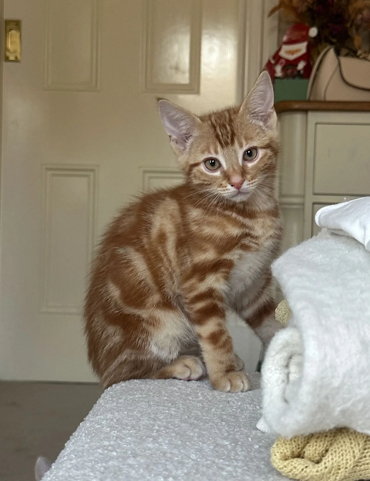 🩷 AVAILABLE FOR ADOPTION 🩷

Meet Bingo, Lavender, Mama Honey, Flora, Moe and Basil✨

These beautiful babies are officially looking for their forever home🏡✨

Think you have the perfect spot on your couch for these cuties? Here&rsquo;s how to apply: