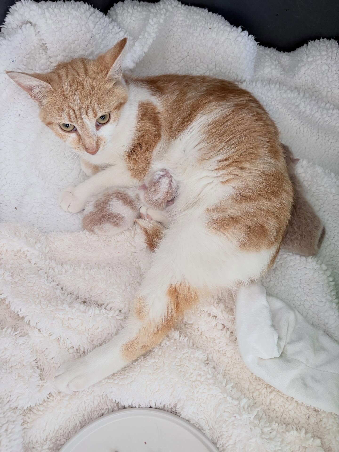 This weekend was a busy one here at RCOM. Seems that most public holidays weekends are in rescue. We welcomed this lovely mama and her three kittens. Sadly, the smallest one passed away so she is only left with two but she is doing a wonderful job. 
