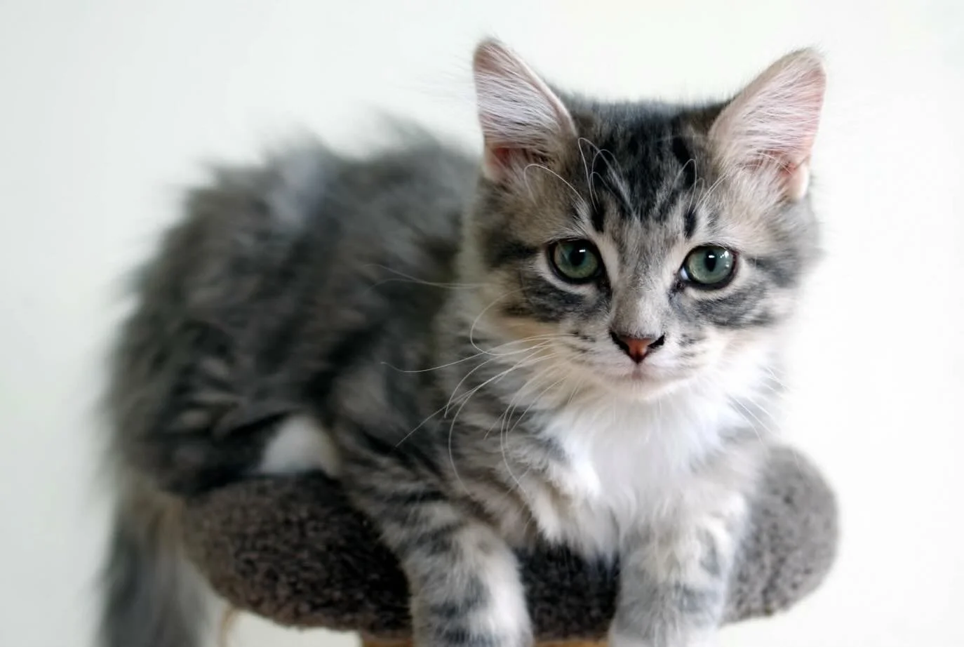 🩷 AVAILABLE FOR ADOPTION 🩷

Meet Mungo, Sunny, Sammy and Madeleine✨

These beautiful babies are officially looking for their forever home🏡✨

Think you have the perfect spot on your couch for these cuties? Here&rsquo;s how to apply:

📖 Read their 