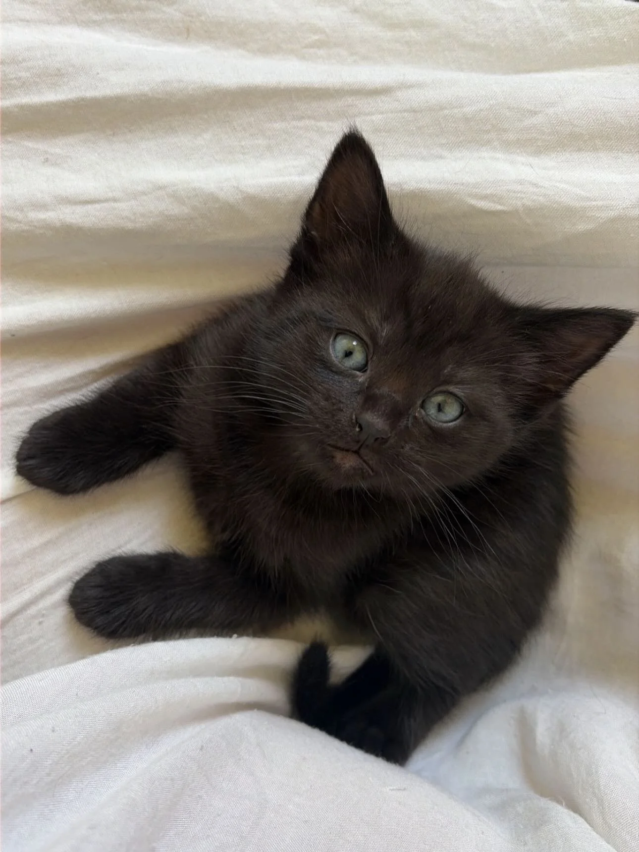 🩷 AVAILABLE FOR ADOPTION 🩷

Meet Prismo, Neptur, Fern, Cake and Solar✨

These beautiful babies are officially looking for their forever home🏡✨

Think you have the perfect spot on your couch for these cuties? Here&rsquo;s how to apply:

📖 Read the