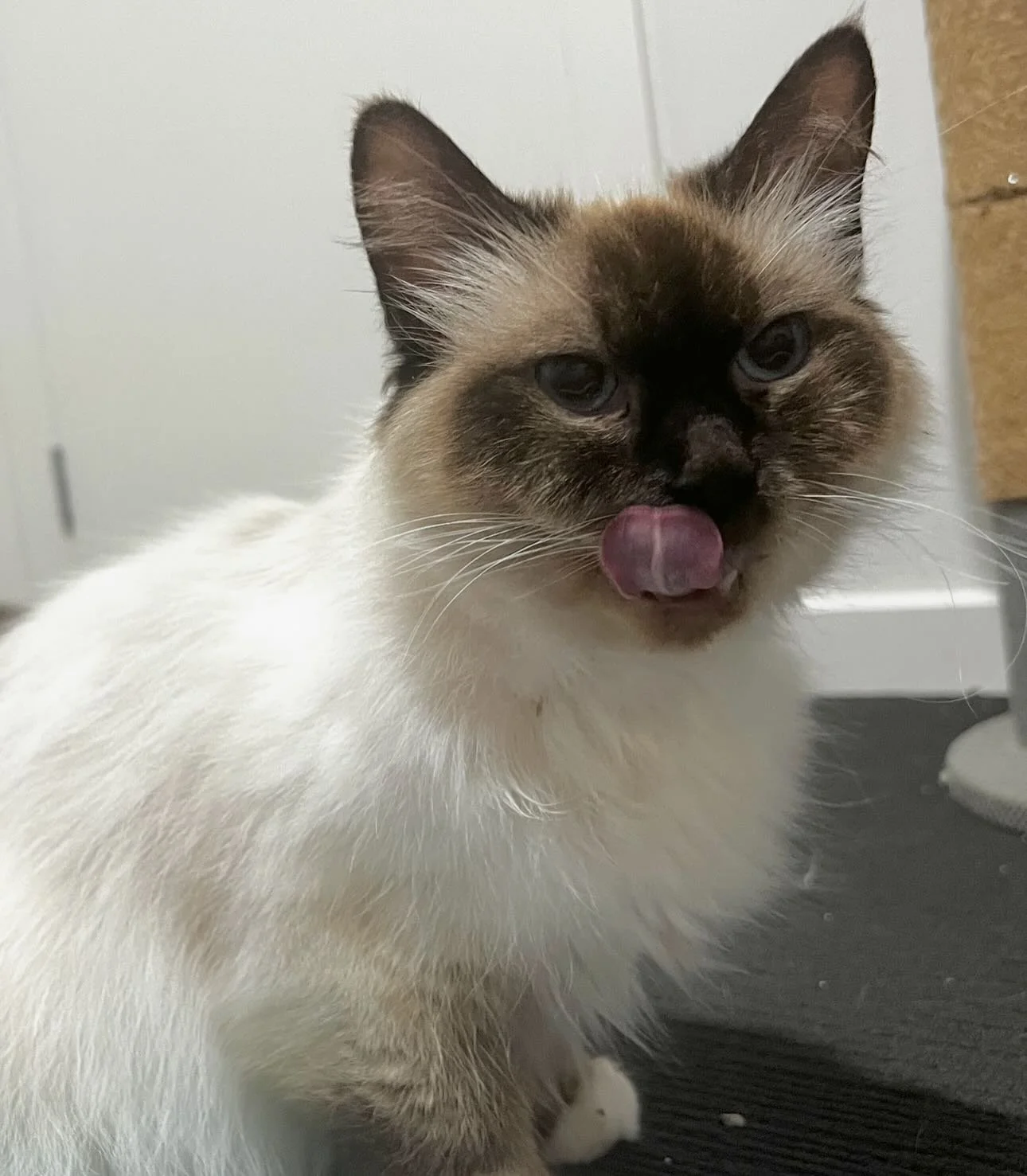 🩷AVAILABLE FOR ADOPTION 🩷

Meet Athena,

If you&rsquo;re looking for a companion who embodies peace, love, and the perfect belly rub, look no further than Athena. This stunning girl is the definition of &ldquo;low maintenance, high affection.&rdquo