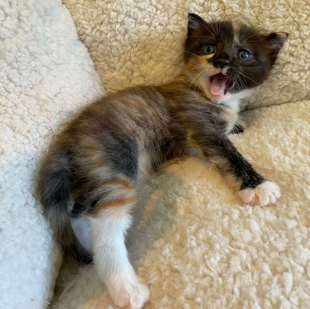 We&rsquo;re just going to leave these pictures of new arrival baby Marlowe right here☺️

Marlowe arrived during the week with her mum Maisy and they are both doing so well in foster care! 

Happy Friday everyone we hope you all have a wonderful weeke