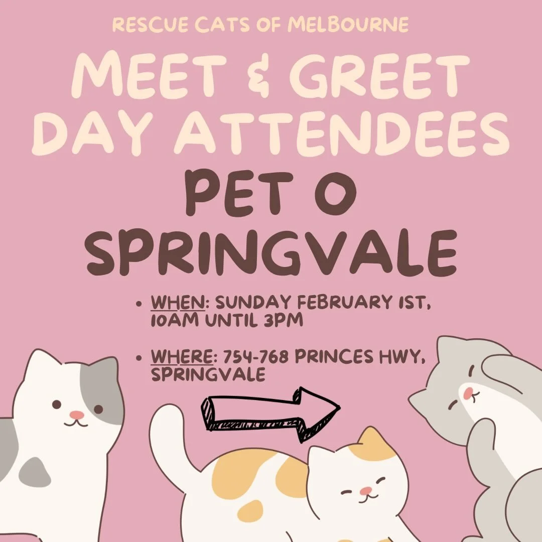 🚨‼️LETS GOOOO MEET AND GREET DAY‼️🚨🎉🌺☀️

We have over thirty cats and kittens looking for their forever homes!

Join us at Pet O in Springvale on Sunday the 1st of February for our Meet and Greet event! 

📍 Meet our playful, cuddly, and adorable
