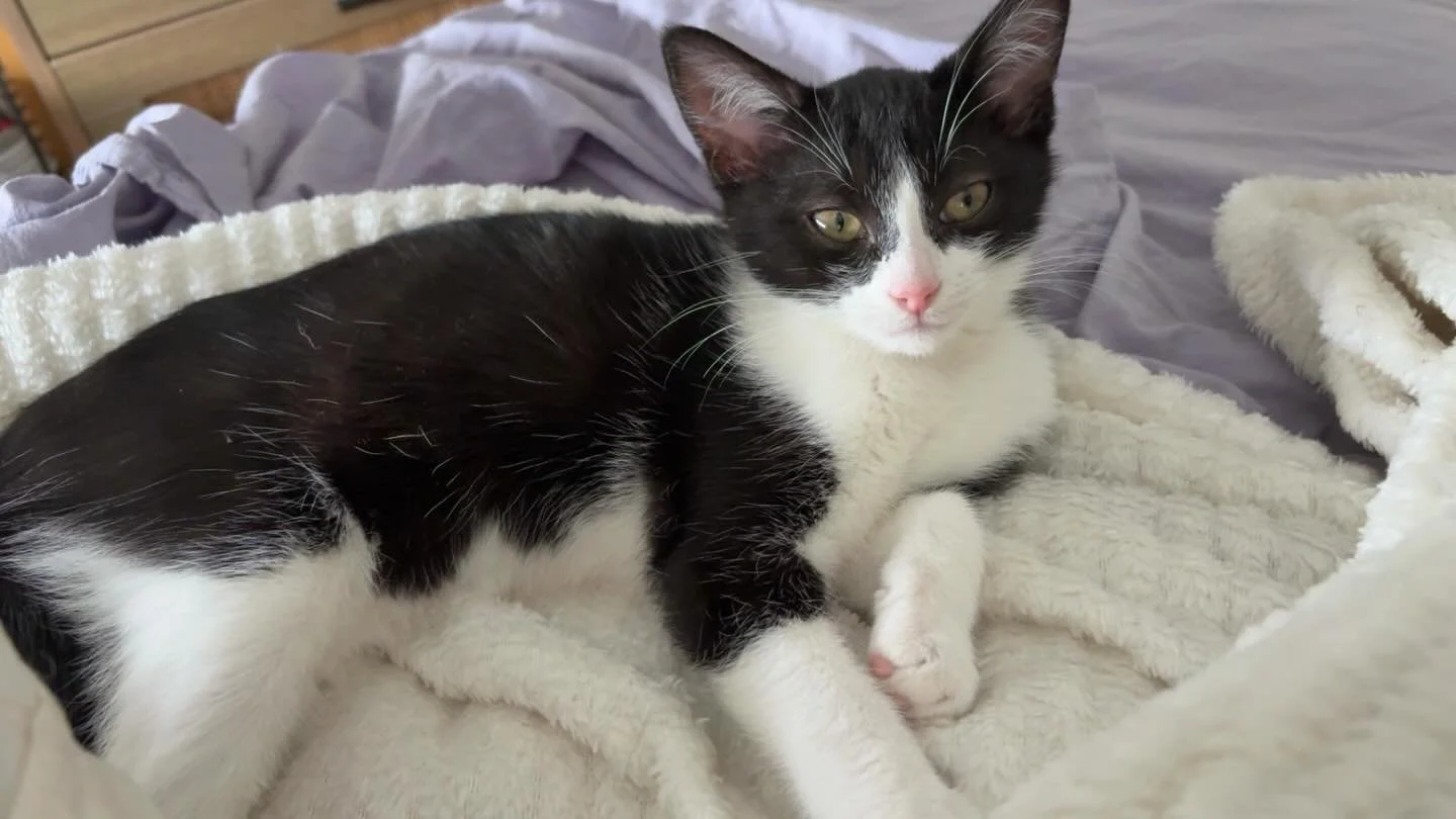 Little Miss Daisy can&rsquo;t wait to meet you today at our Meet and Greet event. Come on down to Pet O in Springvale and  cuddle some gorgeous kitties who are all seeking their forever homes! 

We&rsquo;ll be there from 10am until 3pm. Apparently th