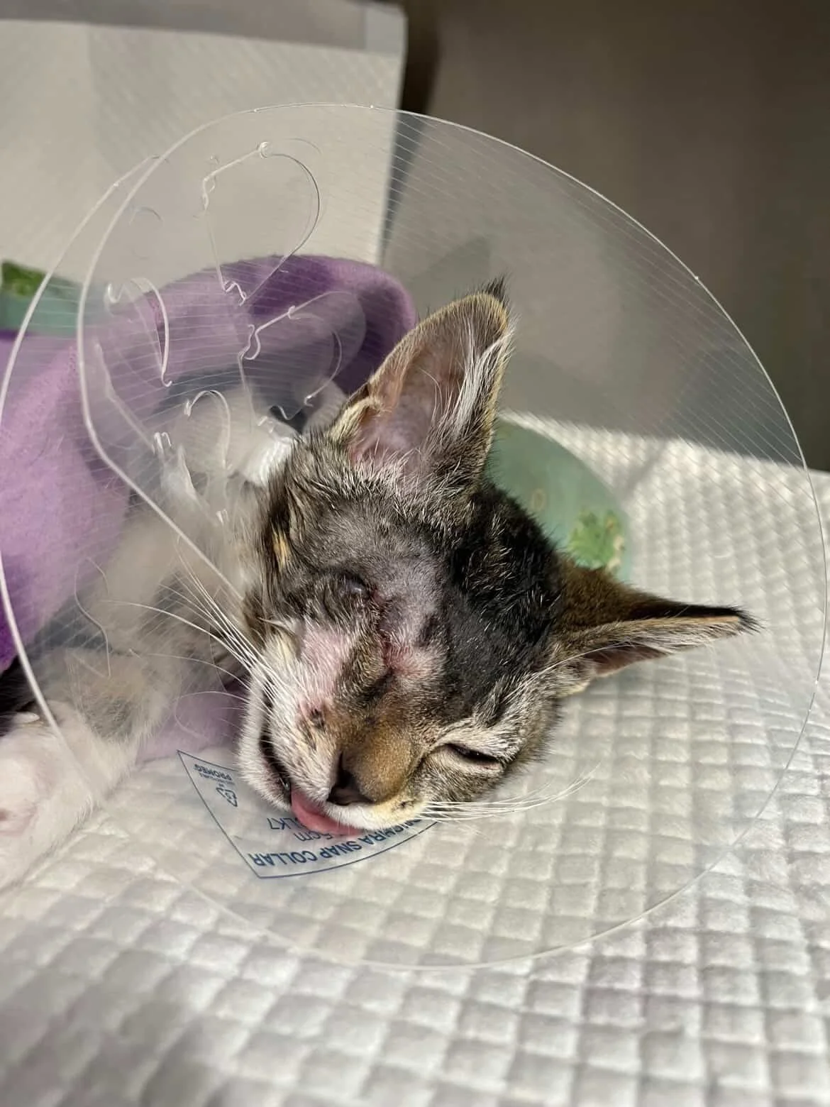 ❗️FUNDRAISER❗️

Little Maxy came into our care as a bright, hopeful kitten with his whole life ahead of him.  What we couldn&rsquo;t have known was how quickly things could change.

After coming into rescue, Maxy developed a serious eye condition tha