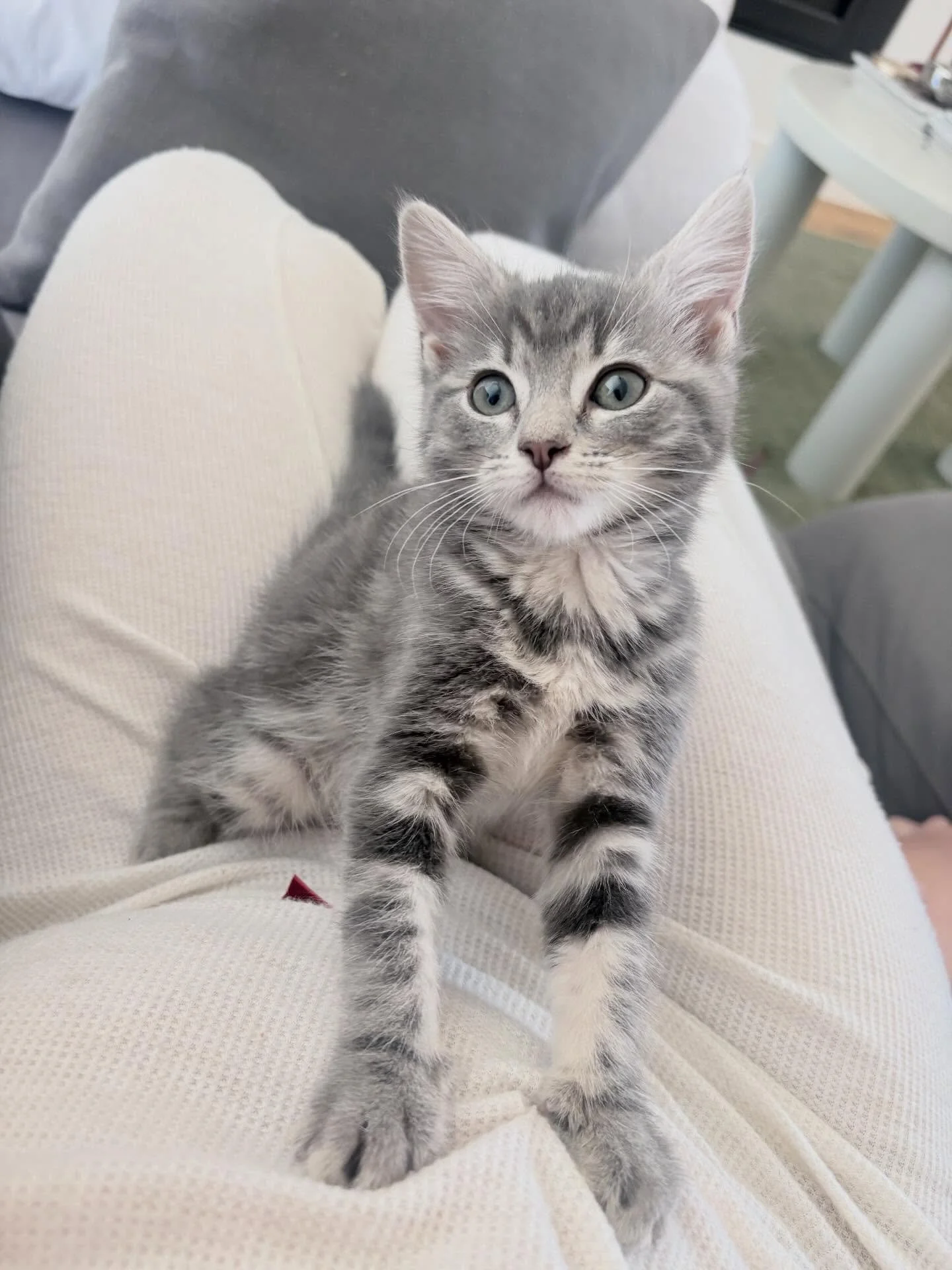 Matcha dropping in to let you know that for the month of February we have one of the donation jars at @grilldburgers in Westfield Doncaster🍔

We are beyond thrilled and honoured to be chosen to be part of this wonderful initiative. 

So pop on down 