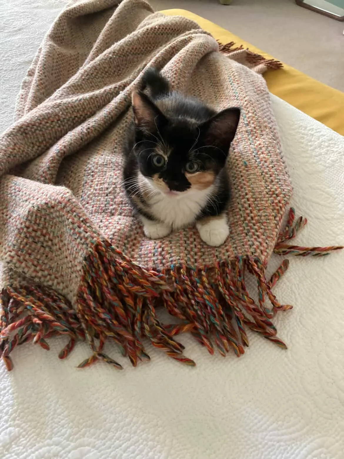 🩷 AVAILABLE FOR ADOPTION 🩷

✨Meet Frances and Freddie✨

These beautiful babies are officially looking for their forever homes🏡✨

Think you have the perfect spot on your couch for these cuties? Here&rsquo;s how to apply:

📖 Read their bios: Head t