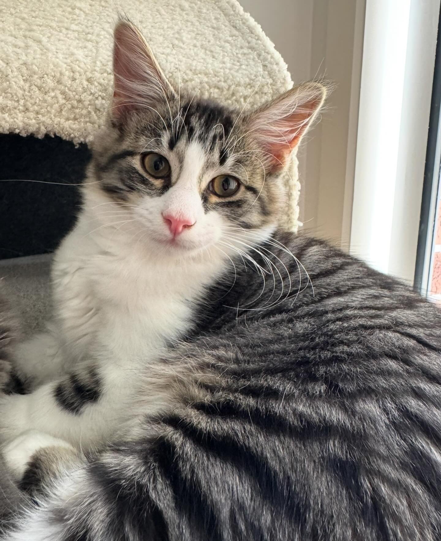 Sweet Aslan is the last of his siblings to be adopted 🥺 Let&rsquo;s share this post far and wide, comment and like so that he can find his forever family. He hasn&rsquo;t even received one application to adopt him 😭

🐾 Personality: The Gentle Expl