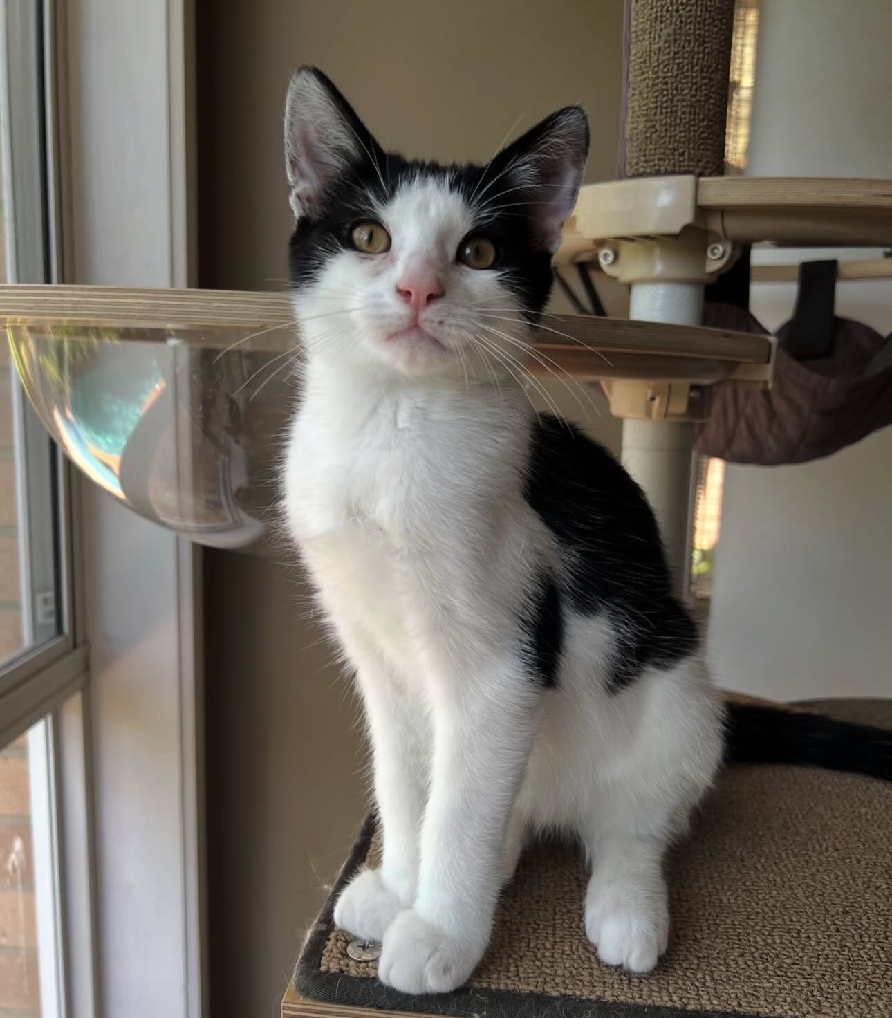 🩷AVAILABLE FOR ADOPTION🩷

Meet Domino: The CEO of Your Heart (and Your House!) 🎲

Are you looking for a cat with a big personality? And we mean BIG. Domino isn&rsquo;t just a pet; he&rsquo;s a lifestyle! If you&rsquo;ve ever wanted a roommate who 