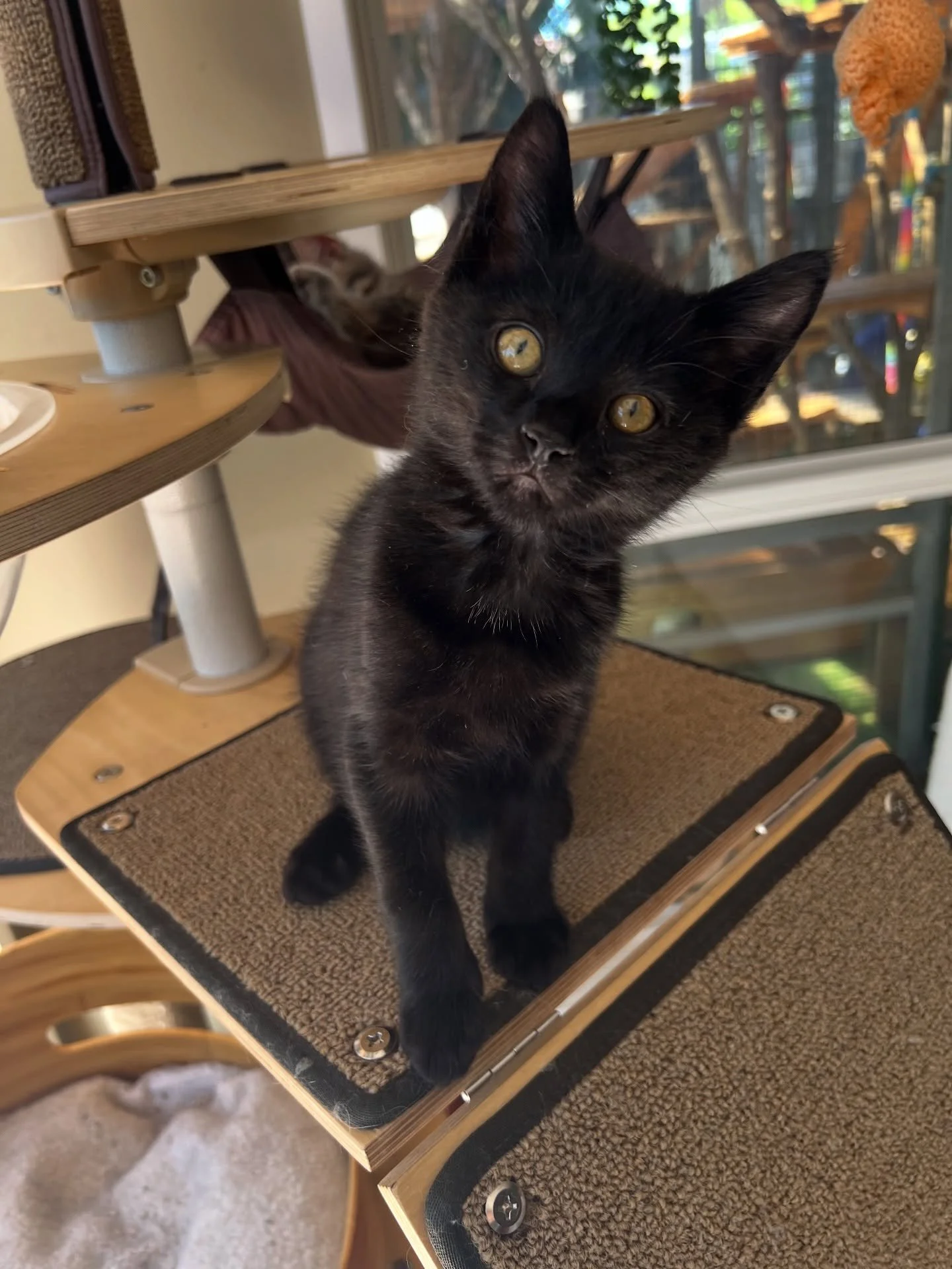 🩷AVAILABLE FOR ADOPTION 🩷

🌼 Meet Dayzee: The Ultimate Snuggle Bug 🌼

Don't let the name fool you, Dayzee is a handsome, sweet natured little boy who is ready to bloom in his forever home! Raised as a bottle baby, Dayzee has been surrounded by hu