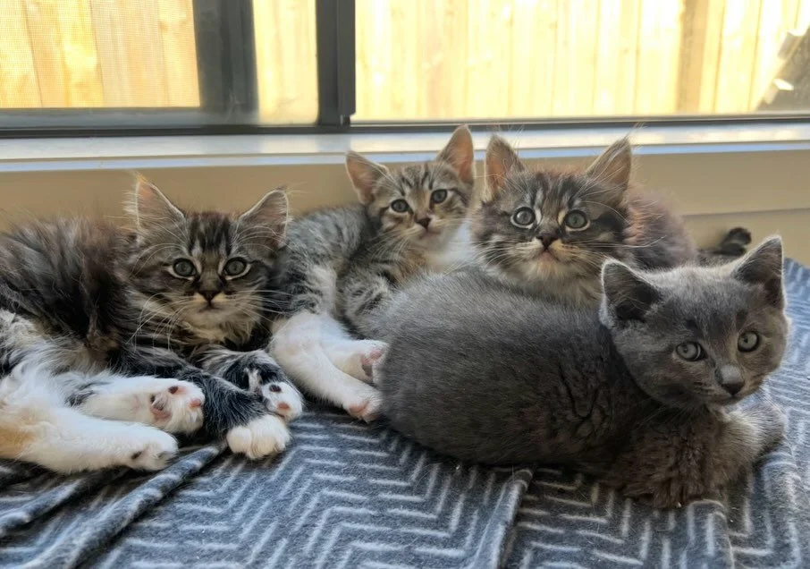 🩷 AVAILABLE FOR ADOPTION 🩷

✨Meet Puffin, Goose, Finch and Phoenix✨

These beautiful babies are officially looking for their forever homes🏡✨

Think you have the perfect spot on your couch for these cuties? Here&rsquo;s how to apply:

📖 Read their