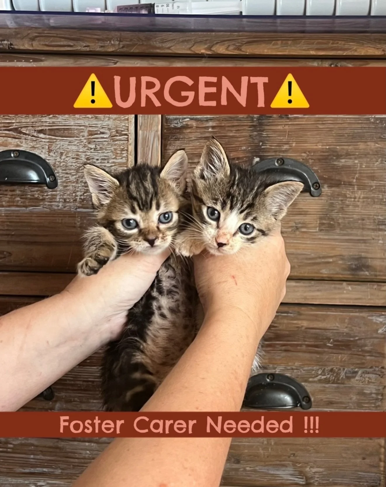 ‼️URGENT ‼️ FOSTER CARER NEEDED 

Foster carer needed this weekend and onwards for these two tiny gremlins and their 4 siblings! 

Around 5 weeks old and all healthy! 

Please reach if you can foster these tiny babies!

https://www.rescuecatsofmelbou
