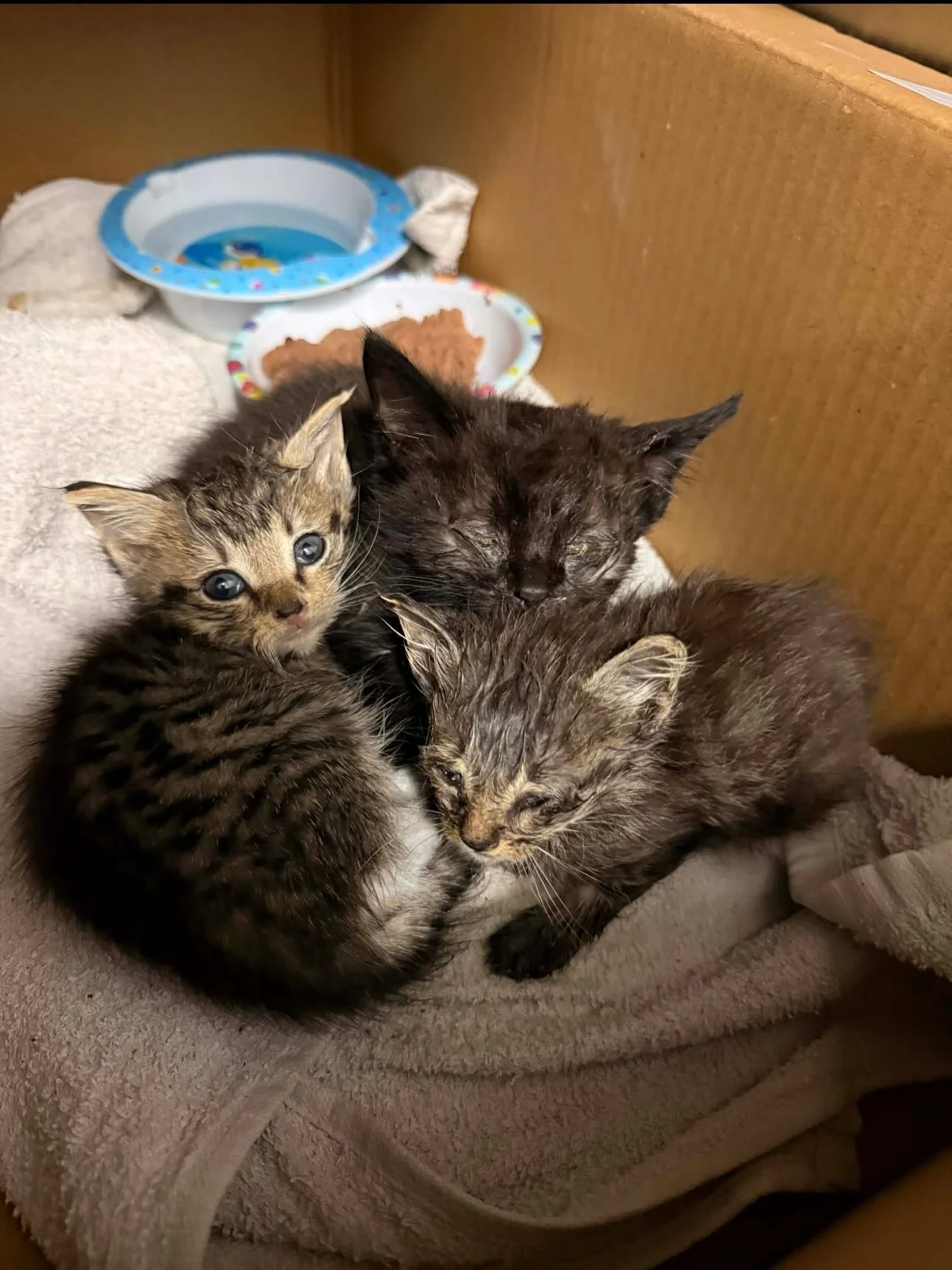 This is one of the hardest posts we have ever had to write.

Right now, Rescue Cats of Melbourne is on the brink.

During one of the busiest kitten seasons we&rsquo;ve ever seen, many rescues have had no choice but to close intake. We understand why,