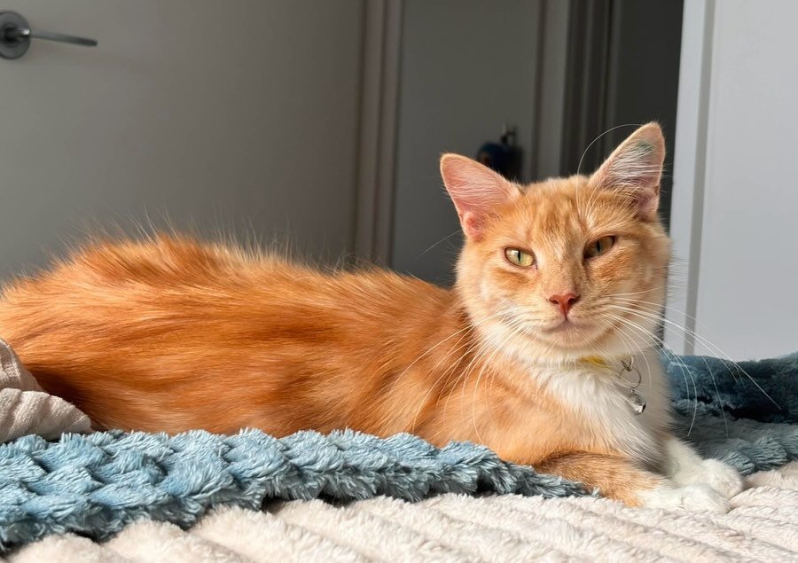 🥭 Meet Mango: The Golden Queen 👑

&ldquo;I&rsquo;ve spent my life caring for others, now I&rsquo;m ready to reach new heights!&rdquo;

Mango is a gentle soul who has blossomed from a young, shy mama into a brave and curious explorer. After raising 