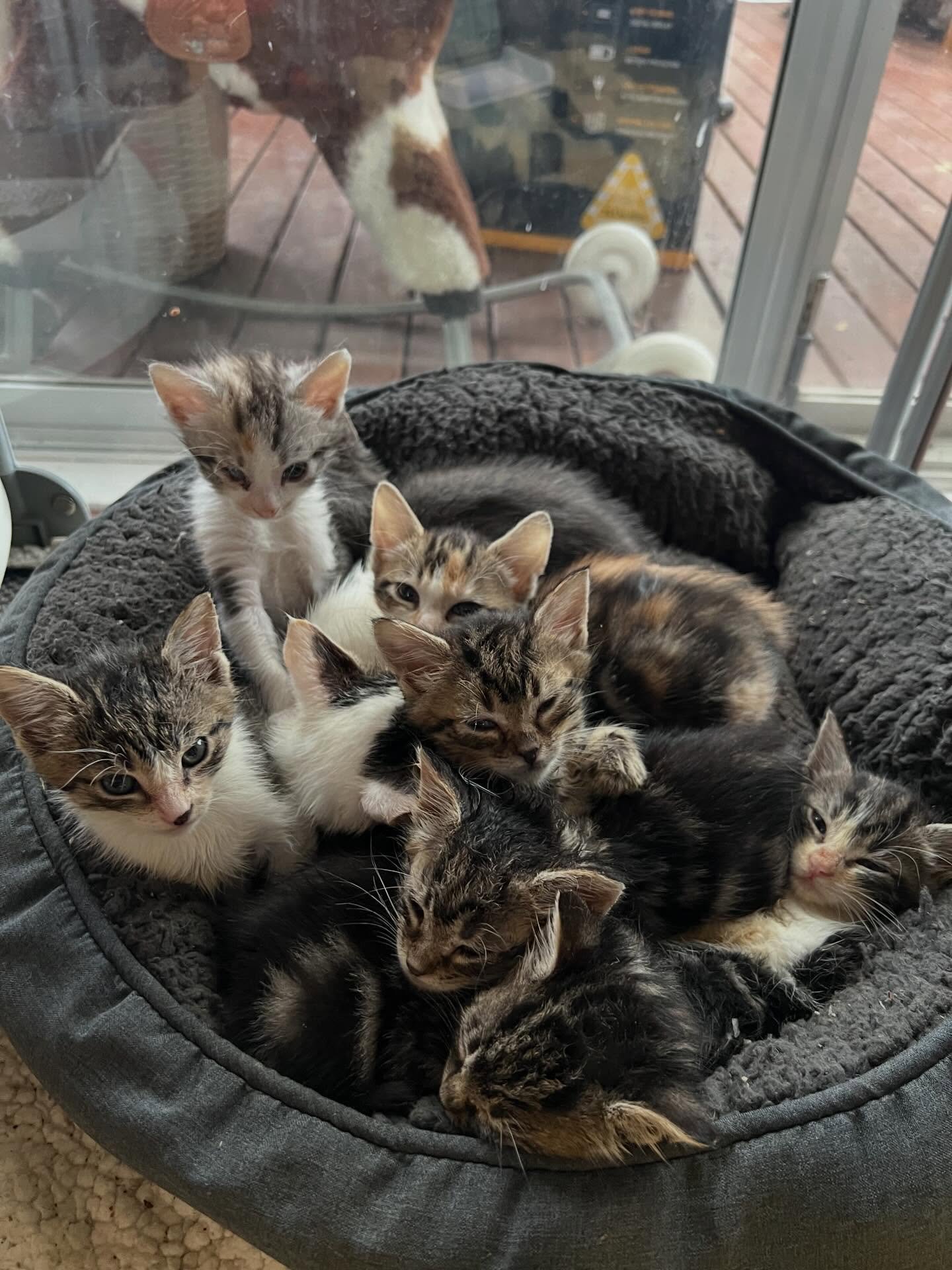 Our hearts are absolutely full. 🐾

When we launched our fundraiser earlier this week, we knew we had a big mountain to climb to keep our rescue afloat, but the way our community has shown up for us? We are honestly blown away.

Because of your kindn