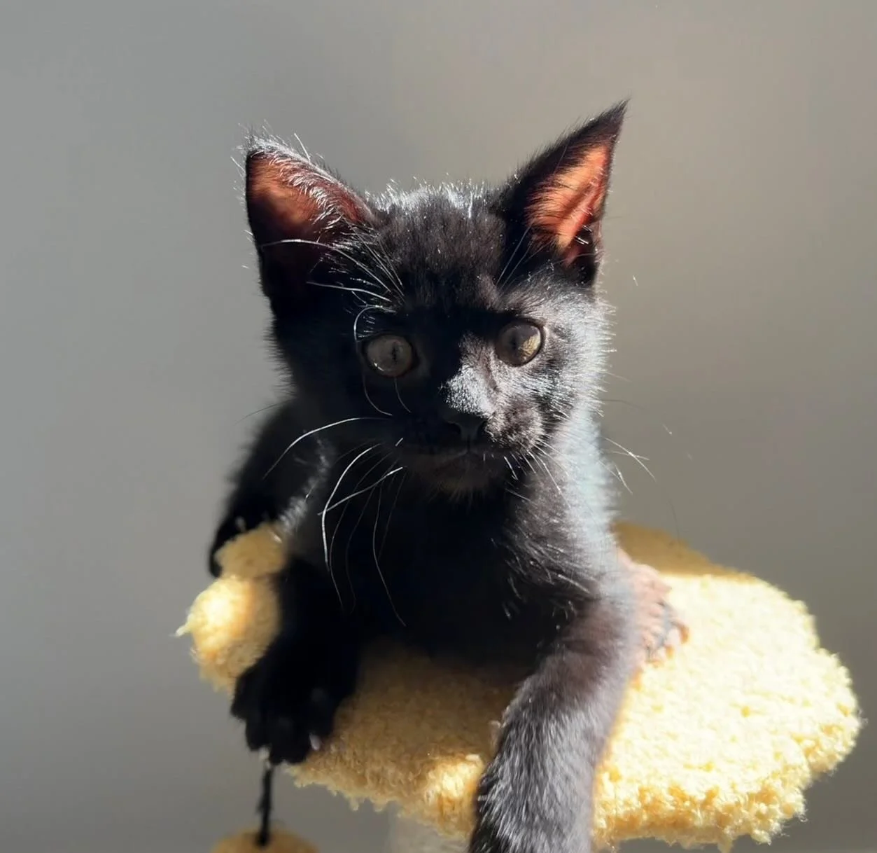 🩷 AVAILABLE FOR ADOPTION 🩷

✨Meet Touka, Eggnog, Noel and Toothless✨

These beautiful babies are officially looking for their forever homes🏡✨

Think you have the perfect spot on your couch for these cuties? Here&rsquo;s how to apply:

📖 Read thei