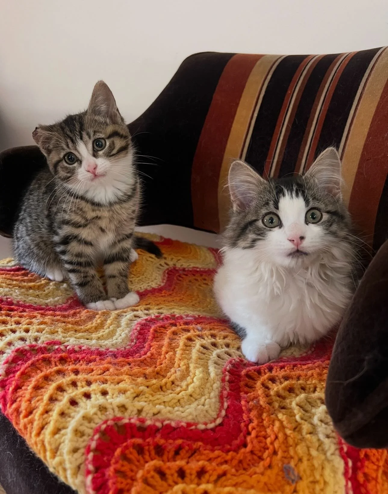 🐾 Meet the Dynamic Duo: Kevin &amp; Vincent! 🐾

Are you looking for double the trouble and twice the snuggles? Look no further! Kevin and Vincent are a bonded pair of besties ready to find their forever kingdom. While they might not be biological b