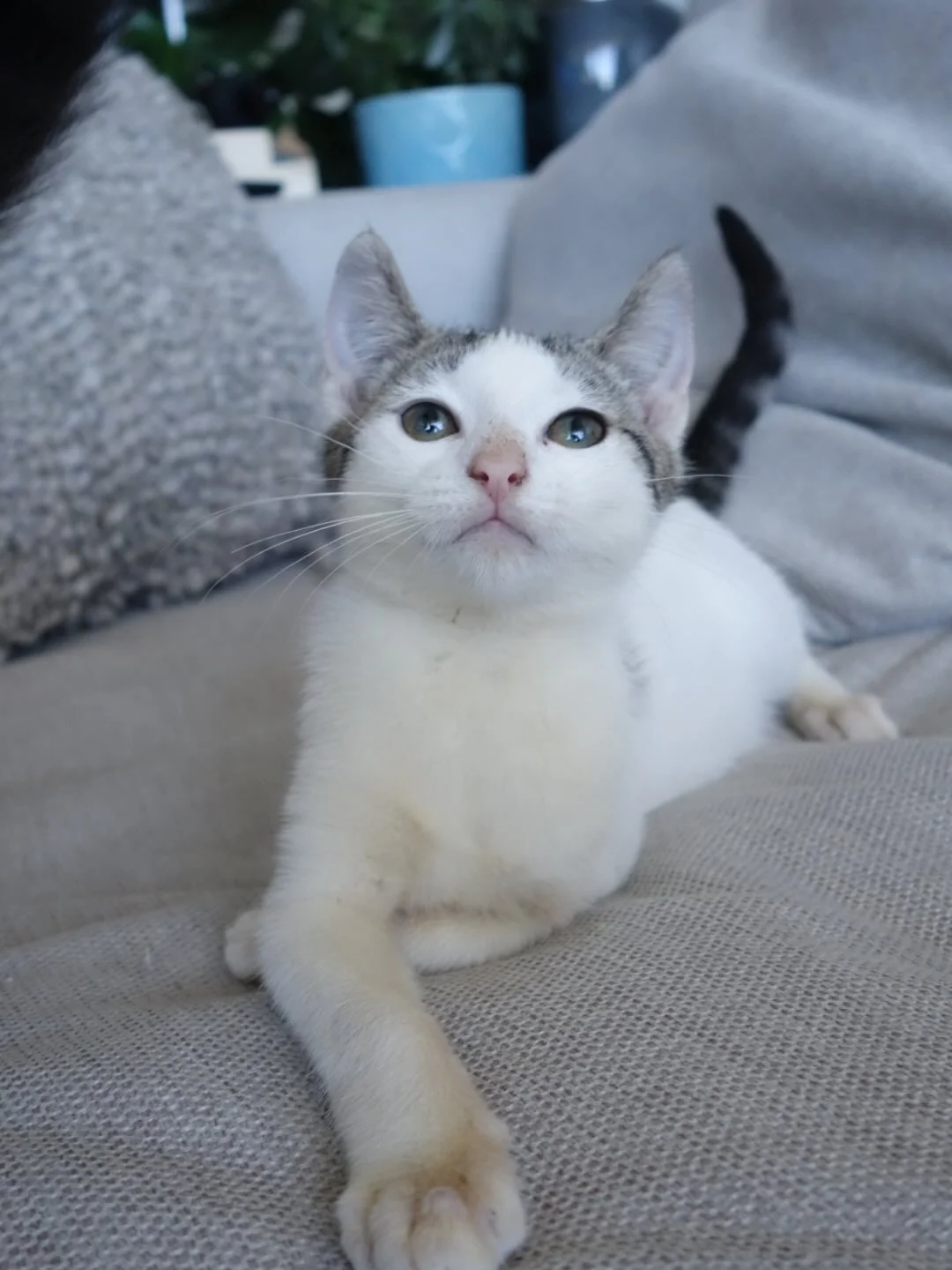 🩷 AVAILABLE FOR ADOPTION 🩷

✨Meet Bash, Leon, Po and Vixxie✨

These beautiful babies are officially looking for their forever homes🏡✨

Think you have the perfect spot on your couch for these cuties? Here&rsquo;s how to apply:

📖 Read their bios: 