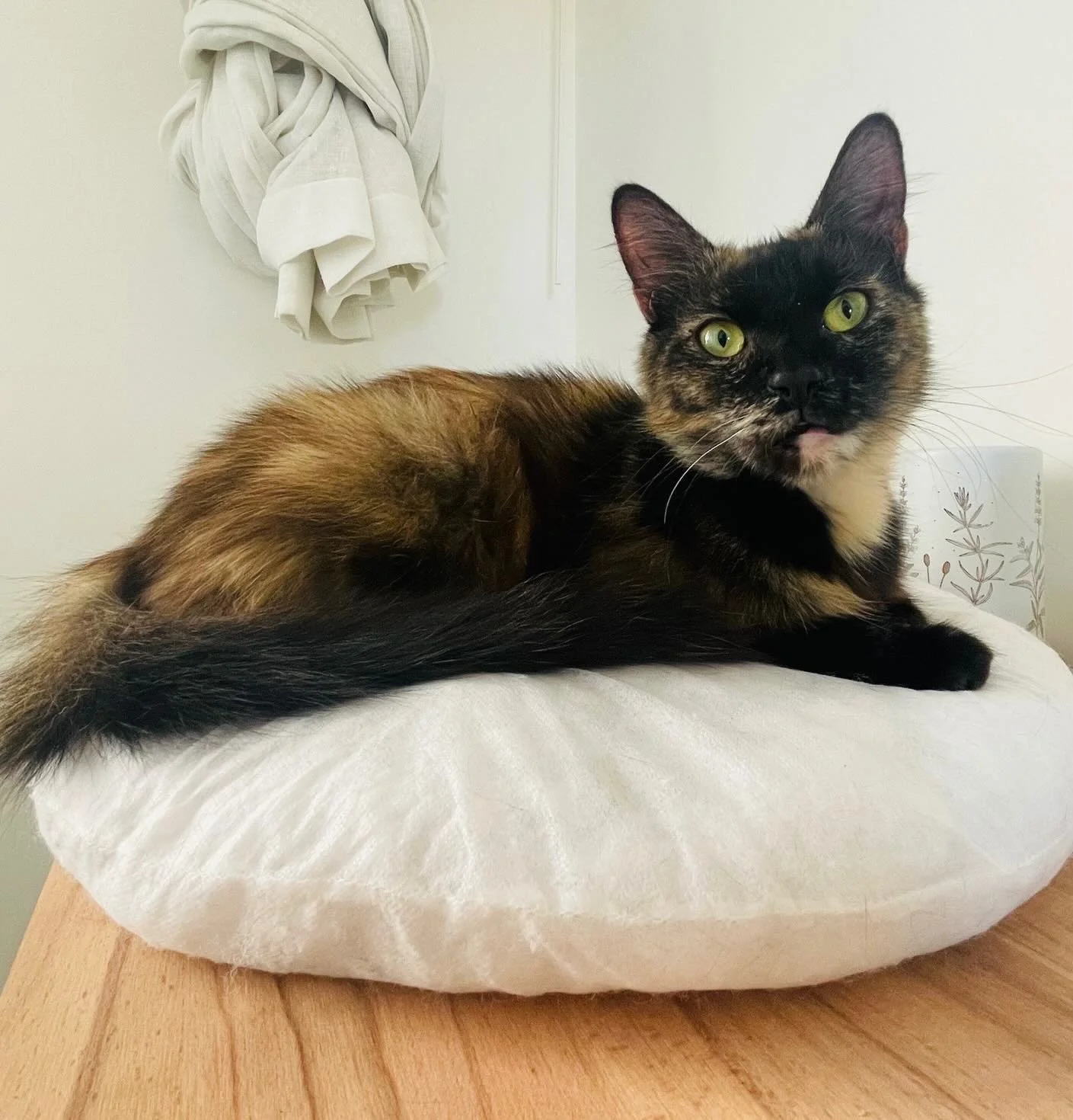 🩷AVAILABLE FOR ADOPTION 🩷

🍝 Meet Meatball: The Queen of Hearts 👑

After being the most devoted, patient mama to her four kittens (Minx, Spook, Jingle and Pixie-Belle), it is finally Meatball&rsquo;s turn to be the star of the show! She&rsquo;s t