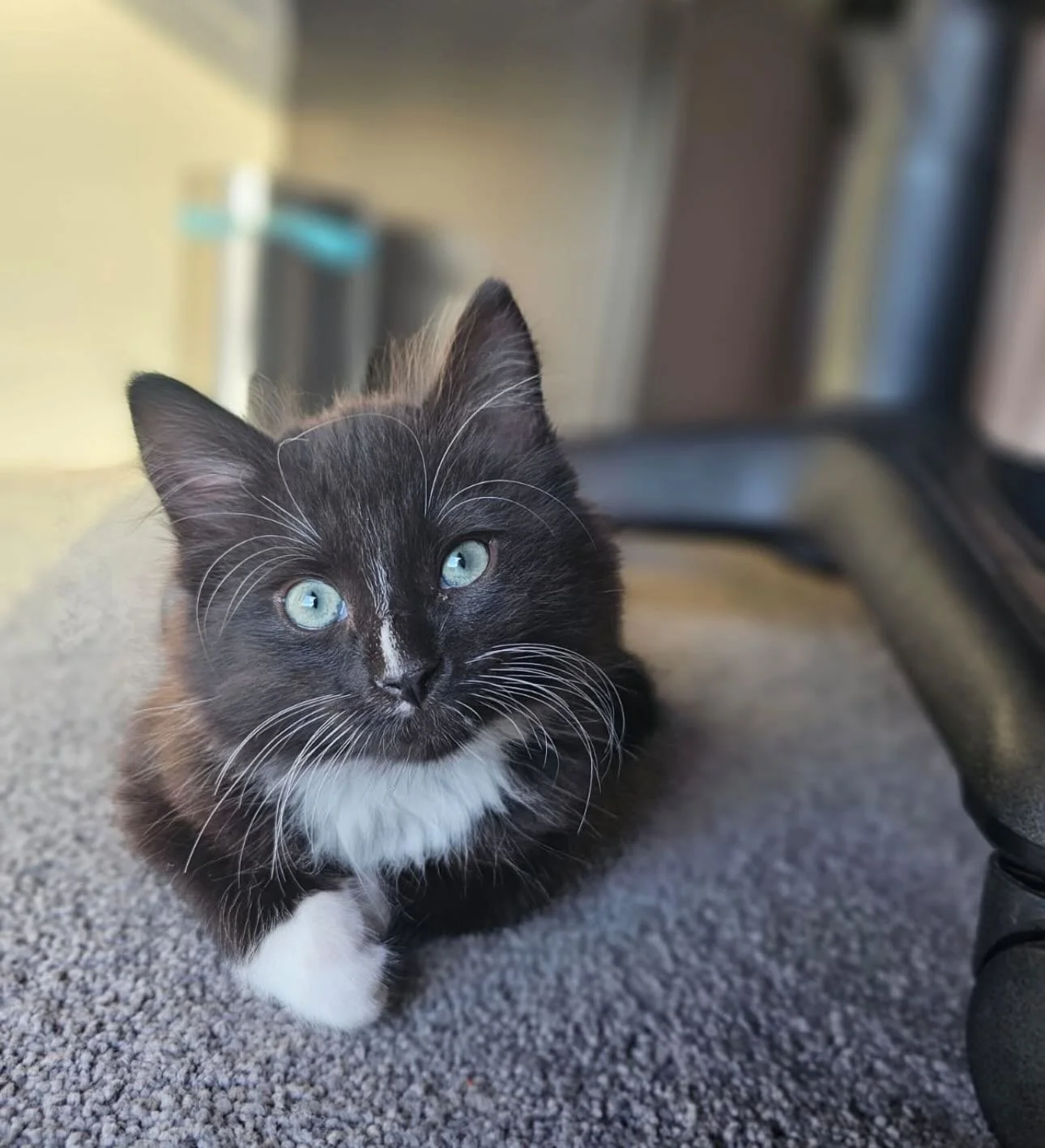 🩷AVAILABLE FOR ADOPTION🩷

🦁 Meet Ferdinand: The CEO of Big Floof Energy! 🦁

Hi! I&rsquo;m Ferdinand. I&rsquo;m big, bold, extremely handsome, and I&rsquo;d like to formally let you know that whatever you&rsquo;re doing&hellip; I&rsquo;m coming to