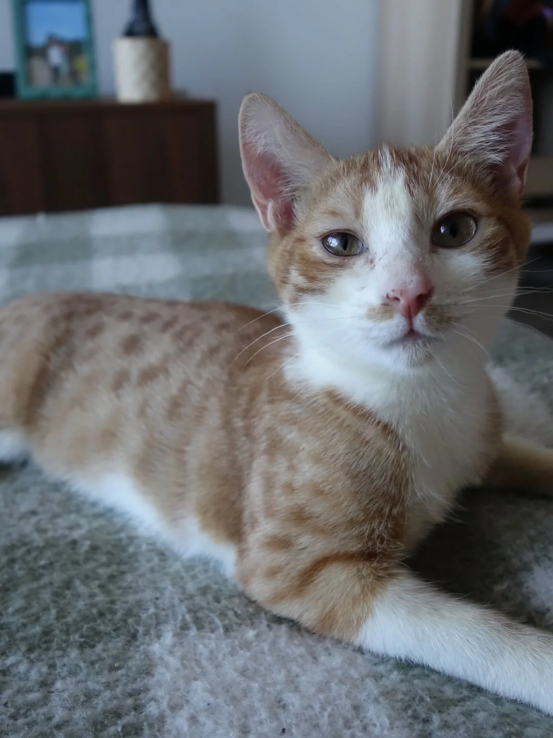 Pickle hasn&rsquo;t had any applications to adopt him! Let&rsquo;s find him his forever home🧡

🥒 Meet Pickle: The Ultimate Shoulder Cat! 🥒

If you&rsquo;ve ever wanted a tiny shadow that purrs like a freight train, meet Pickle! This boy isn&rsquo;