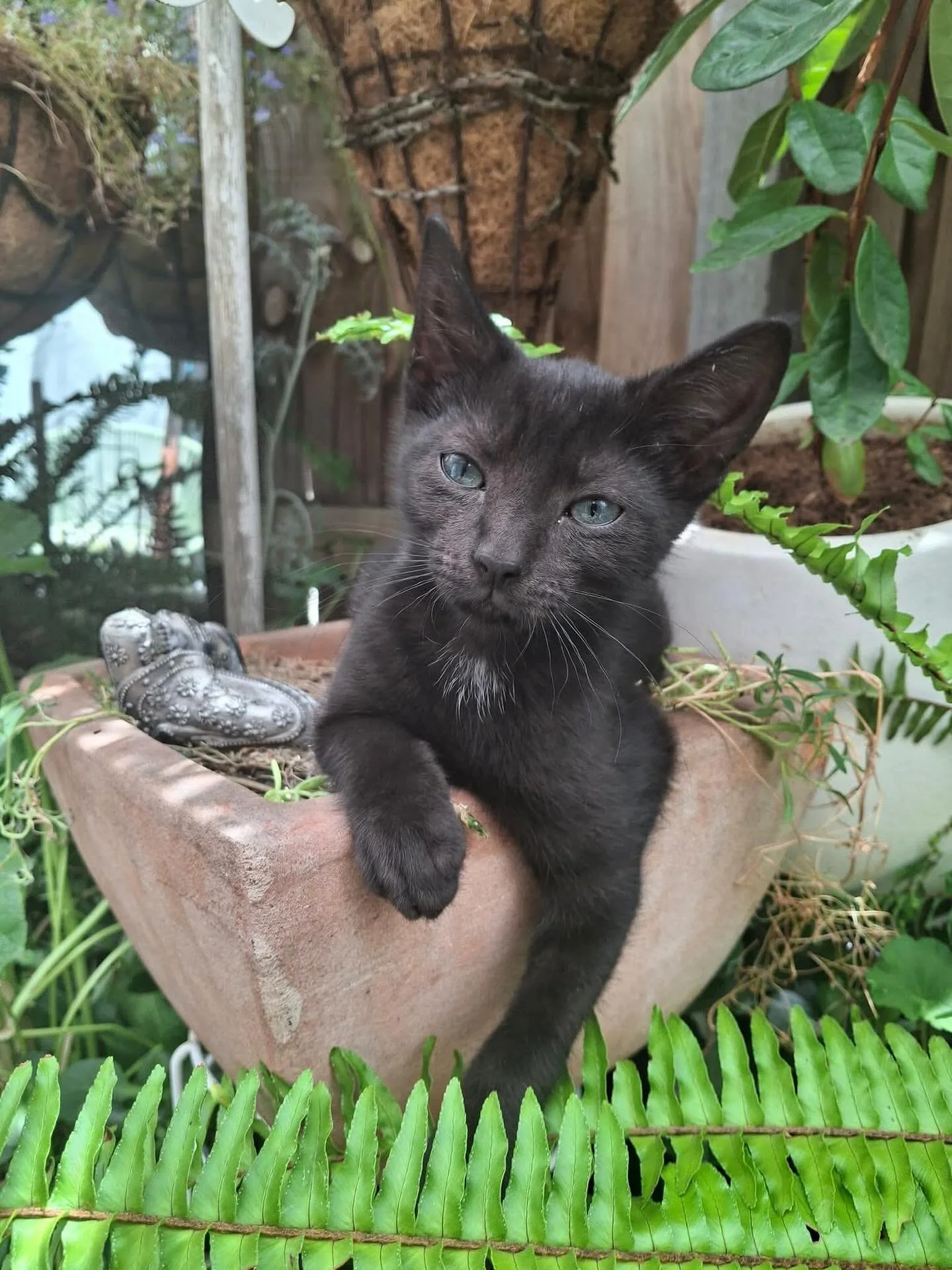 🩷AVAILABLE FOR ADOPTION 🩷

🪐 Meet Pluto: Your New Best Friend! 🪐

One look into Pluto&rsquo;s big, beautiful eyes and you&rsquo;ll be hooked! This sweet, mild-mannered boy is the definition of a &ldquo;gentle soul.&rdquo; If you&rsquo;re looking 