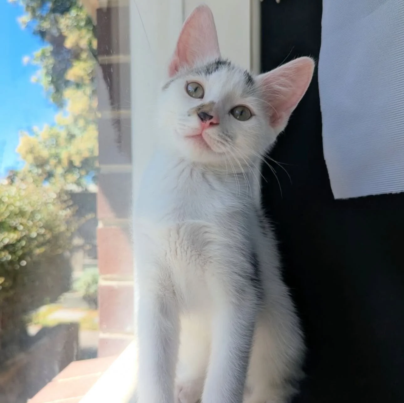 Sweet Maxi is still looking for his forever home! Can you help share our post so we can find someone to love him forever?🥹

Meet Maxi!

If you&rsquo;re looking for a kitten who is the perfect balance of &ldquo;explorer&rdquo; and &ldquo;calm compani