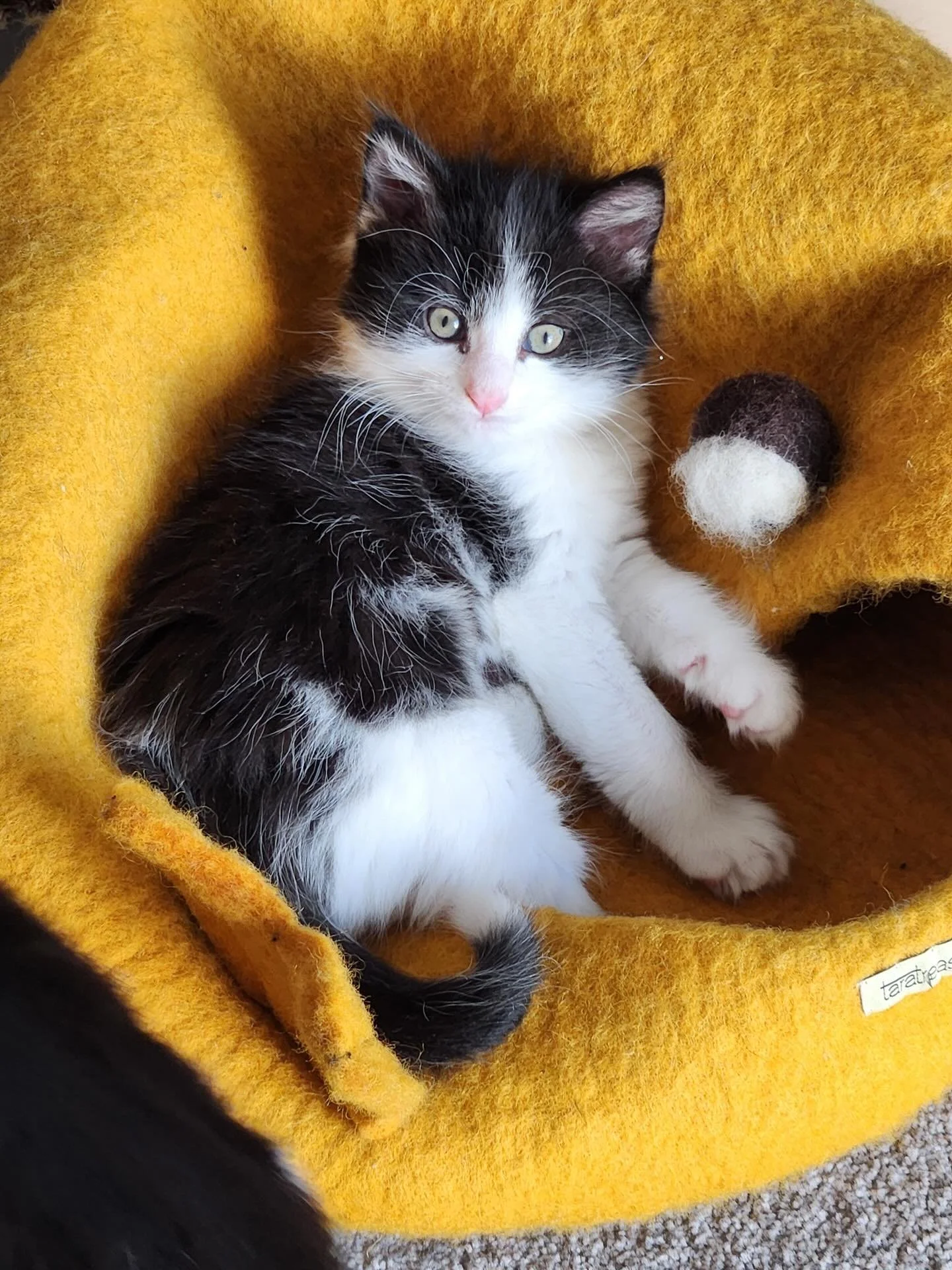 🩷 AVAILABLE FOR ADOPTION 🩷

✨Meet Mario &amp; Luigi✨

These beautiful babies are officially looking for their forever homes🏡✨

Think you have the perfect spot on your couch for these cuties? Here&rsquo;s how to apply:

📖 Read their bios: Head to 