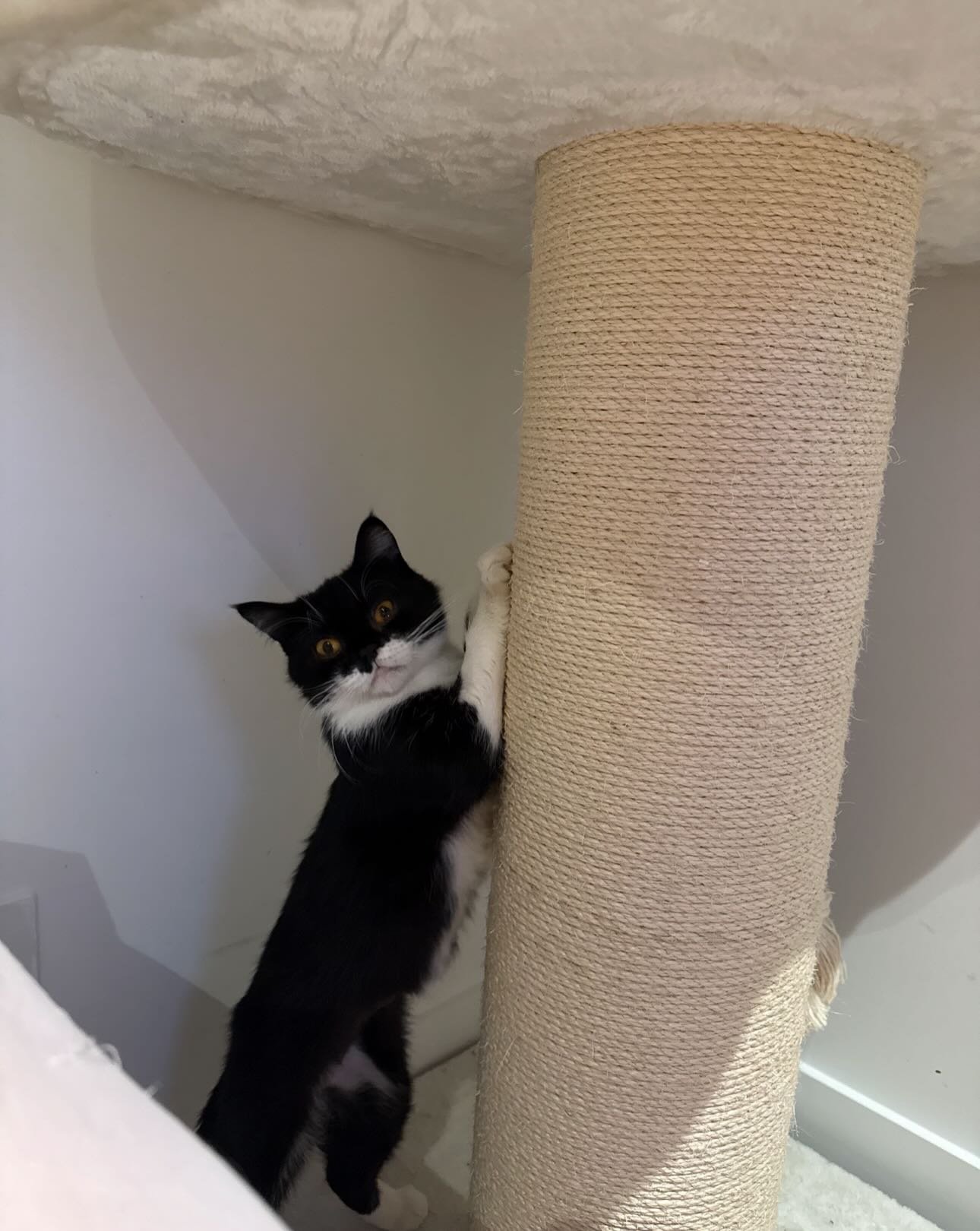 🩷AVAILABLE FOR ADOPTION 🩷

Meet Gremlin: Your New Quiet Companion 🐾✨

If you&rsquo;re looking for a low-maintenance roommate who values personal space as much as you do, meet Gremlin! 🐈&zwj;⬛ Despite her mischievous name, she&rsquo;s actually a g