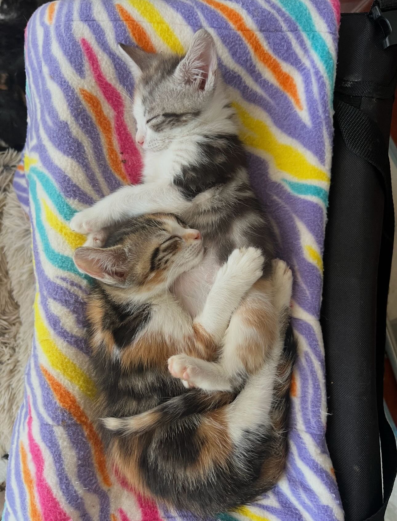 Two little souls, one big survival story. 🍯🍊

Honey and Marmalade have spent their short lives beating the odds. They came to us as orphaned newborns and though they lost their siblings early on, they never lost their spirit (or their love for a go