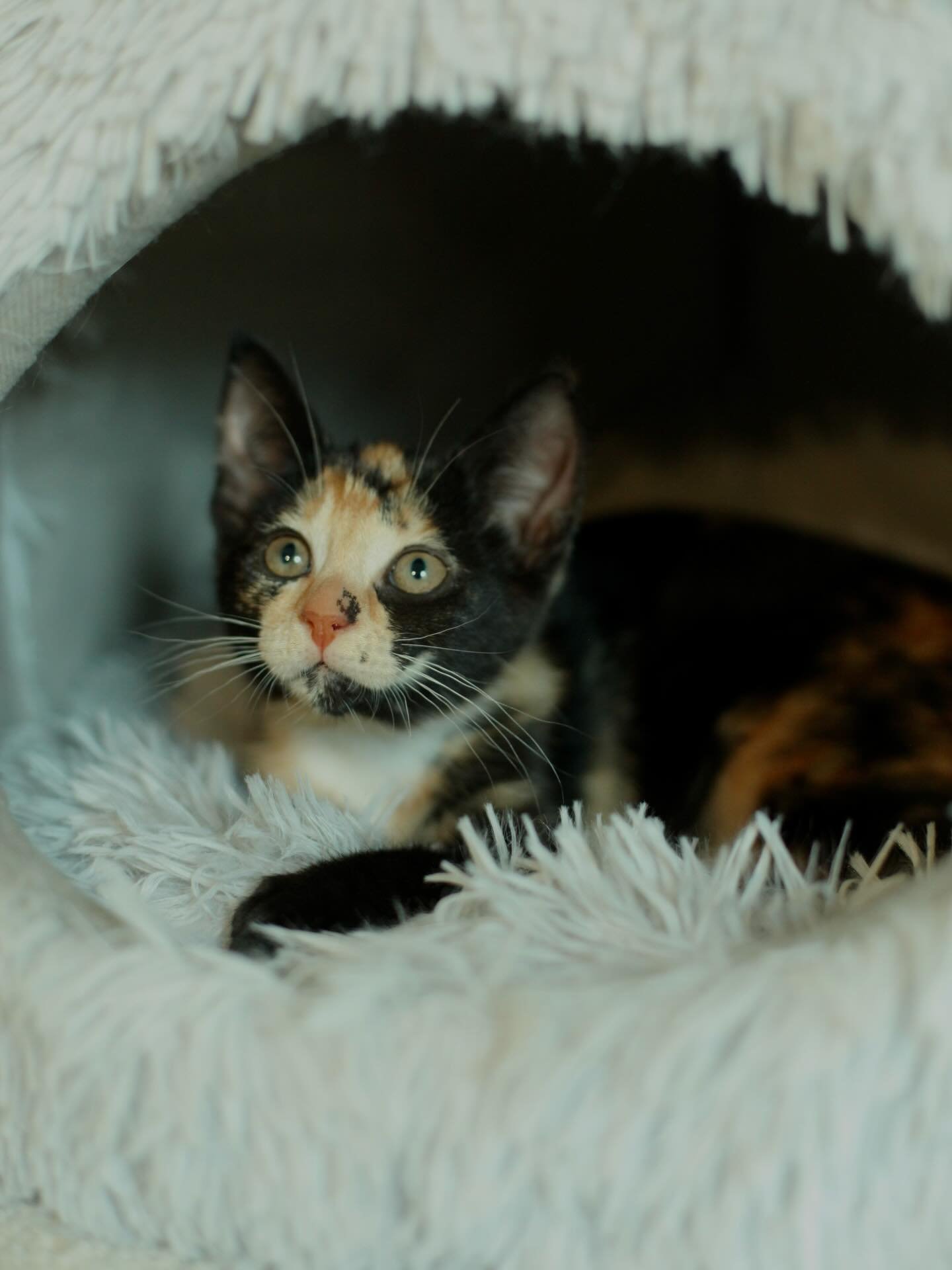 🩷 AVAILABLE FOR ADOPTION 🩷

✨Meet Rue, Kobe, Nike &amp; Denim✨

These beautiful babies are officially looking for their forever homes🏡✨

Think you have the perfect spot on your couch for these cuties? Here&rsquo;s how to apply:

📖 Read their bios