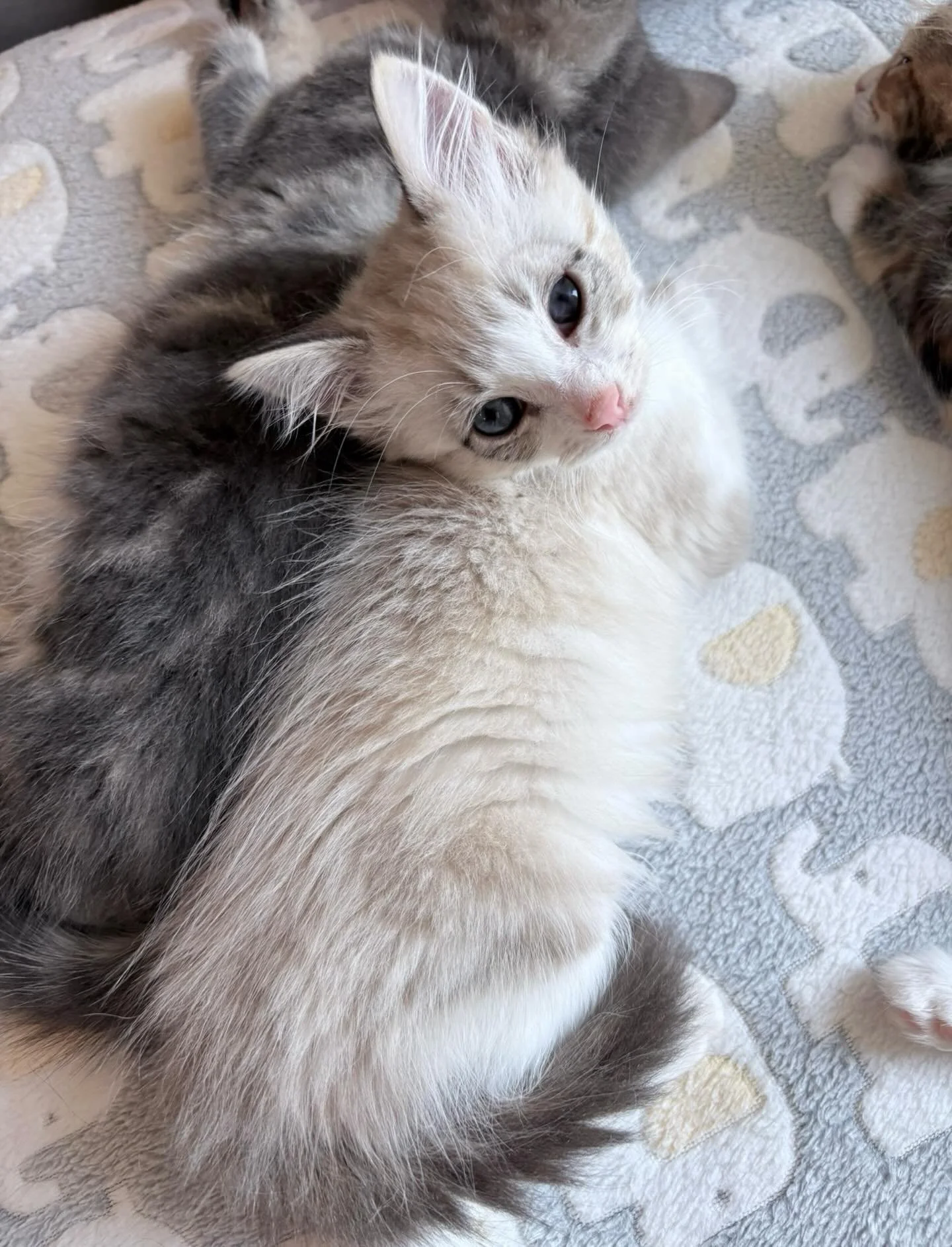 🩷AVAILABLE FOR ADOPTION🩷

 🩵Meet Marty: Your Tiny Professional Shadow! 🩵

Looking for a kitten who thinks your personal space is a myth? Meet Marty, a world-class snuggler and the ultimate &ldquo;velcro&rdquo; companion. If you&rsquo;re in a room