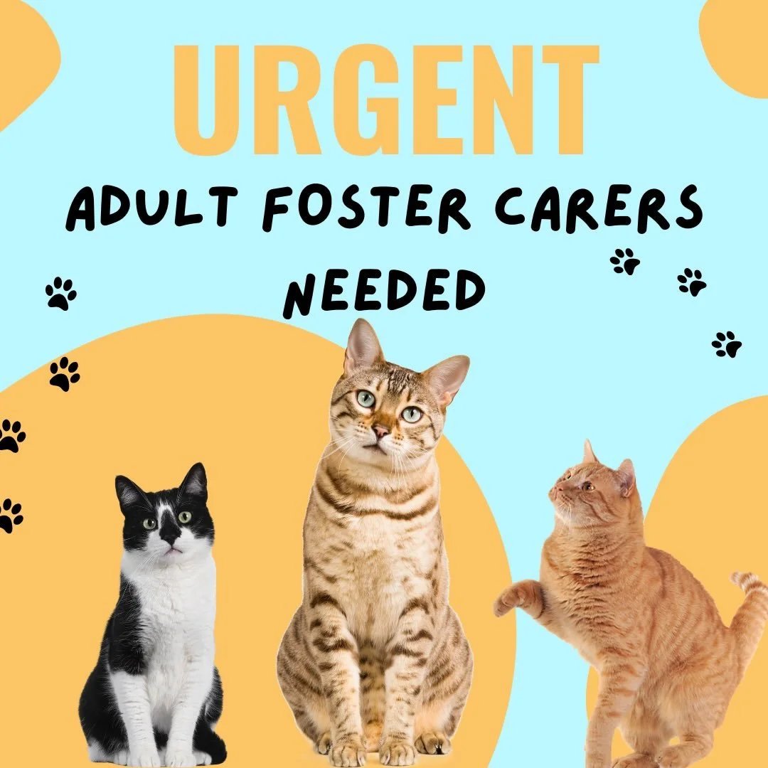 🚨 URGENT: OUR ADULTS HAVE NOWHERE TO GO 🚨

We aren&rsquo;t a shelter with rows of cages; we are an independent, foster-based rescue. That means we can only save as many lives as we have open spare rooms. Right now, our current foster homes are full
