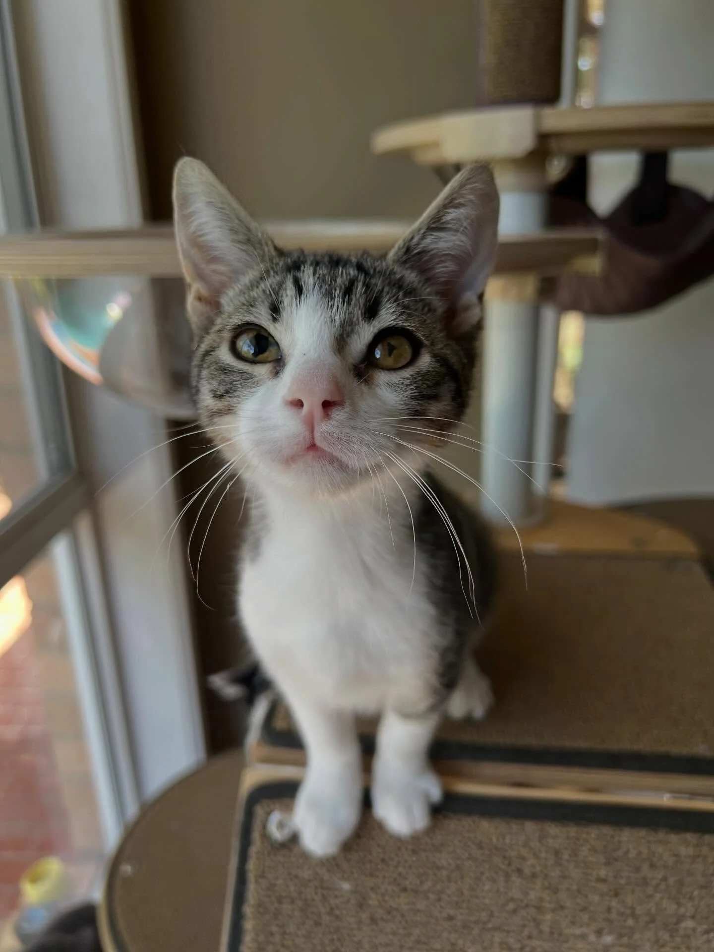 Can you believe sweet Twix hasn&rsquo;t had one single adoption application? She came in as a tiny neonatal orphan and has been bottle fed and loved on by humans her whole little life. Let&rsquo;s share, comment and like so that we can boost this pos