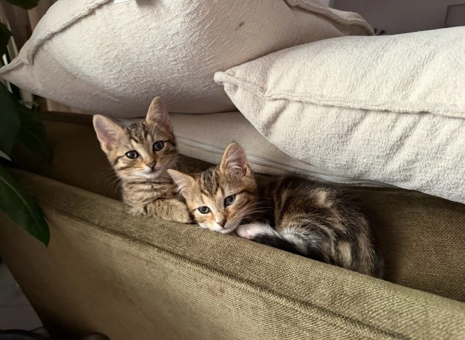 ✨ Meet Merry &amp; Pippin: The Ultimate Dream Team! ✨

Looking for the perfect balance of &ldquo;Netflix &amp; Chill&rdquo; and &ldquo;Playtime Fun&rdquo;? Meet Merry and Pippin! 🐾 This gorgeous duo is the definition of &ldquo;better together.&rdquo