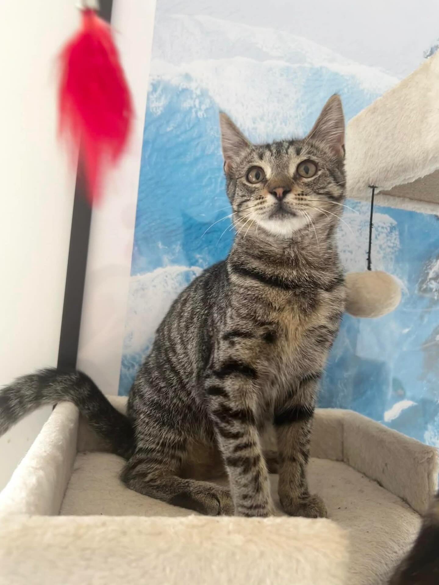 Penelope has been with us since she was teeny tiny and hasn&rsquo;t had one single application:( all of her foster friends have been adopted and she&rsquo;s still waiting. Let&rsquo;s share, comment and like so we can boost this post to find Penelope