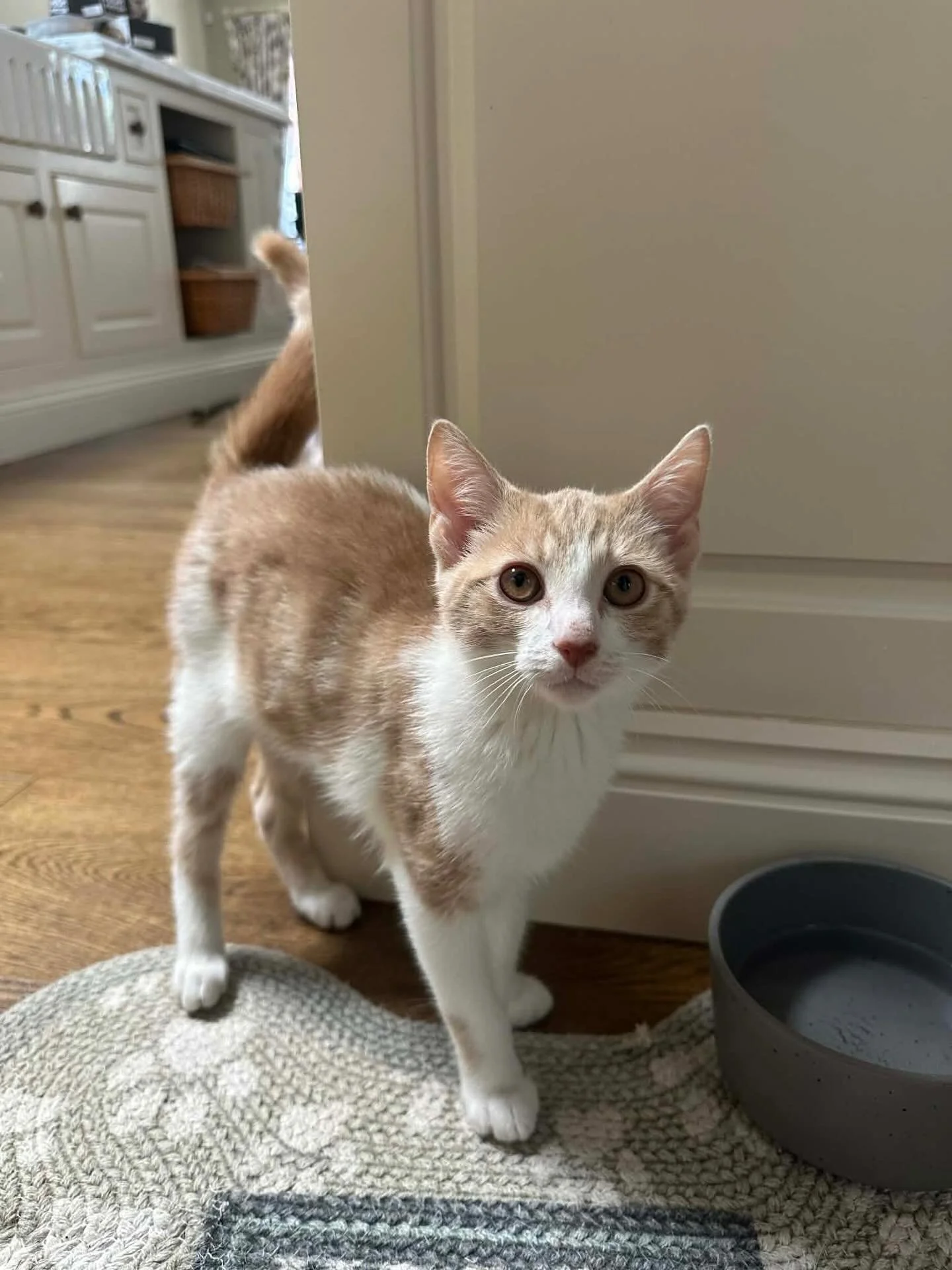🩷AVAILABLE FOR ADOPTION 🩷

Guys, Basil has had ZERO apps! Let&rsquo;s talk about him and find him his forever home🩵

Meet Basil 🌿

The ultimate &ldquo;Velcro&rdquo; kitten! Basil is a high-energy, high-affection sweetheart who wants to be right i