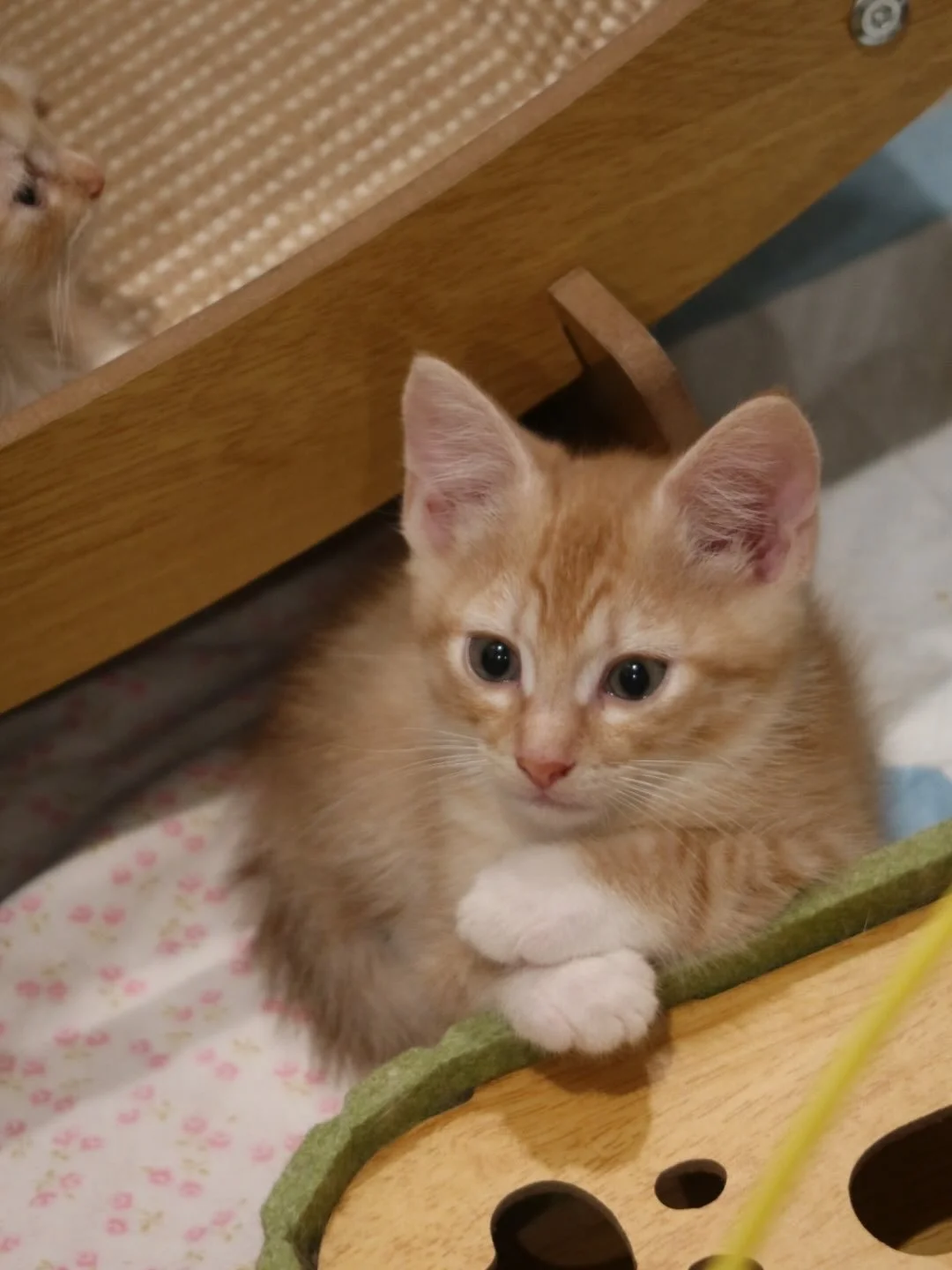 🩷 AVAILABLE FOR ADOPTION 🩷

✨Meet Cherry, Maple, Almond &amp; Butter✨

These beautiful babies are officially looking for their forever homes🏡✨

Think you have the perfect spot on your couch for these cuties? Here&rsquo;s how to apply:

📖 Read the