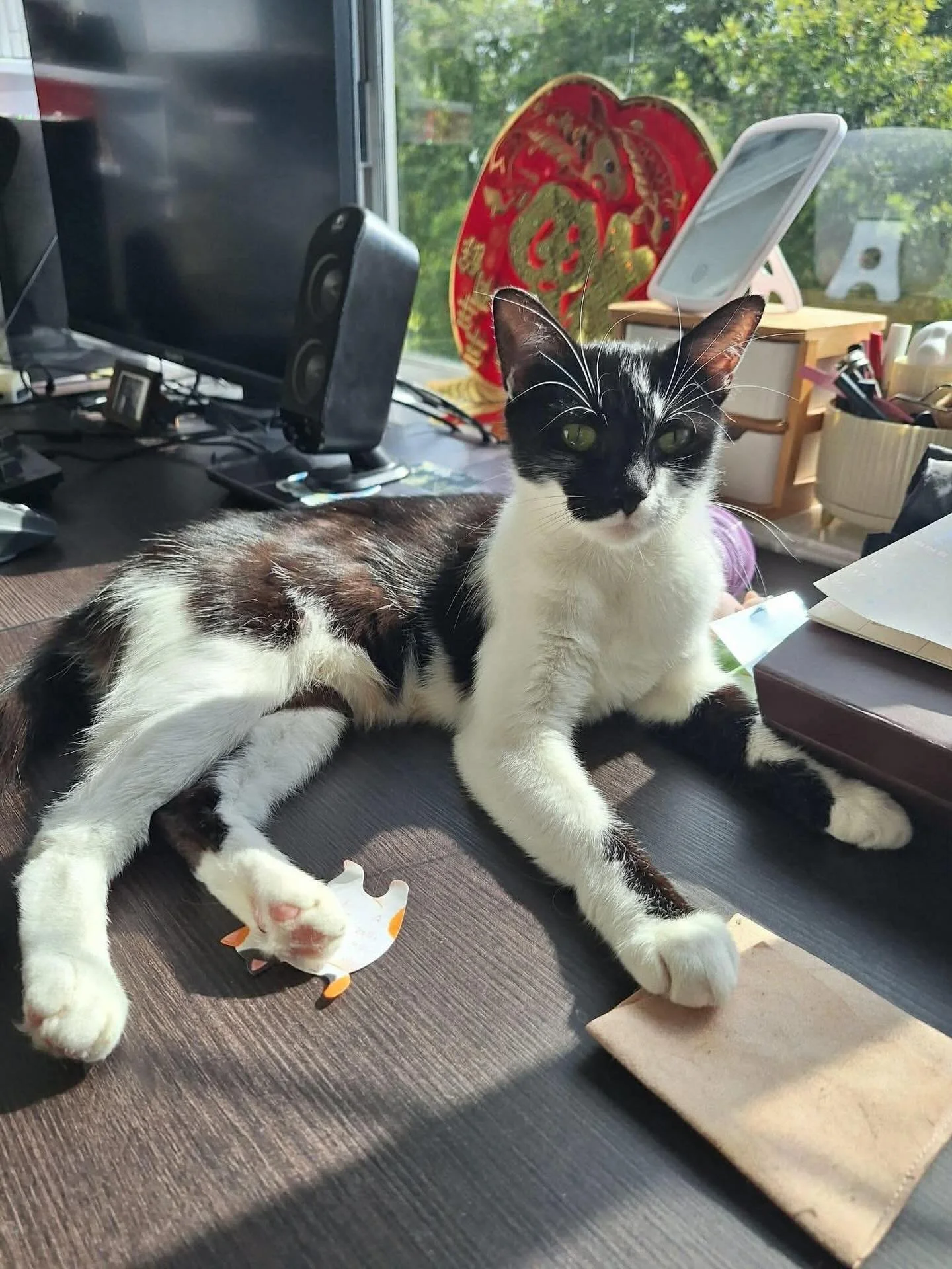 Still Waiting: Why hasn&rsquo;t Lily been chosen yet? 💔

Look at this face. This is Lily, and she&rsquo;s spent more days than we can count watching her foster friends head off to their forever homes while she remains behind. We genuinely don&rsquo;