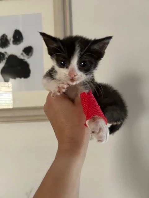 💔 Emergency SOS: Our Rescue is Struggling After This Weekend🐾

This long weekend has been an absolute disaster for our rescue, and we are honestly struggling. 😞 ⛈️

Over the past few days, we&rsquo;ve been hit with multiple emergency vet situation