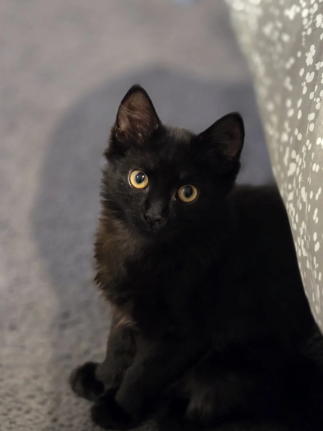 🩷 AVAILABLE FOR ADOPTION 🩷

✨Meet Agonite, Kachadda and Army✨

These beautiful babies are officially looking for their forever homes🏡✨

Think you have the perfect spot on your couch for these cuties? Here&rsquo;s how to apply:

📖 Read their bios: