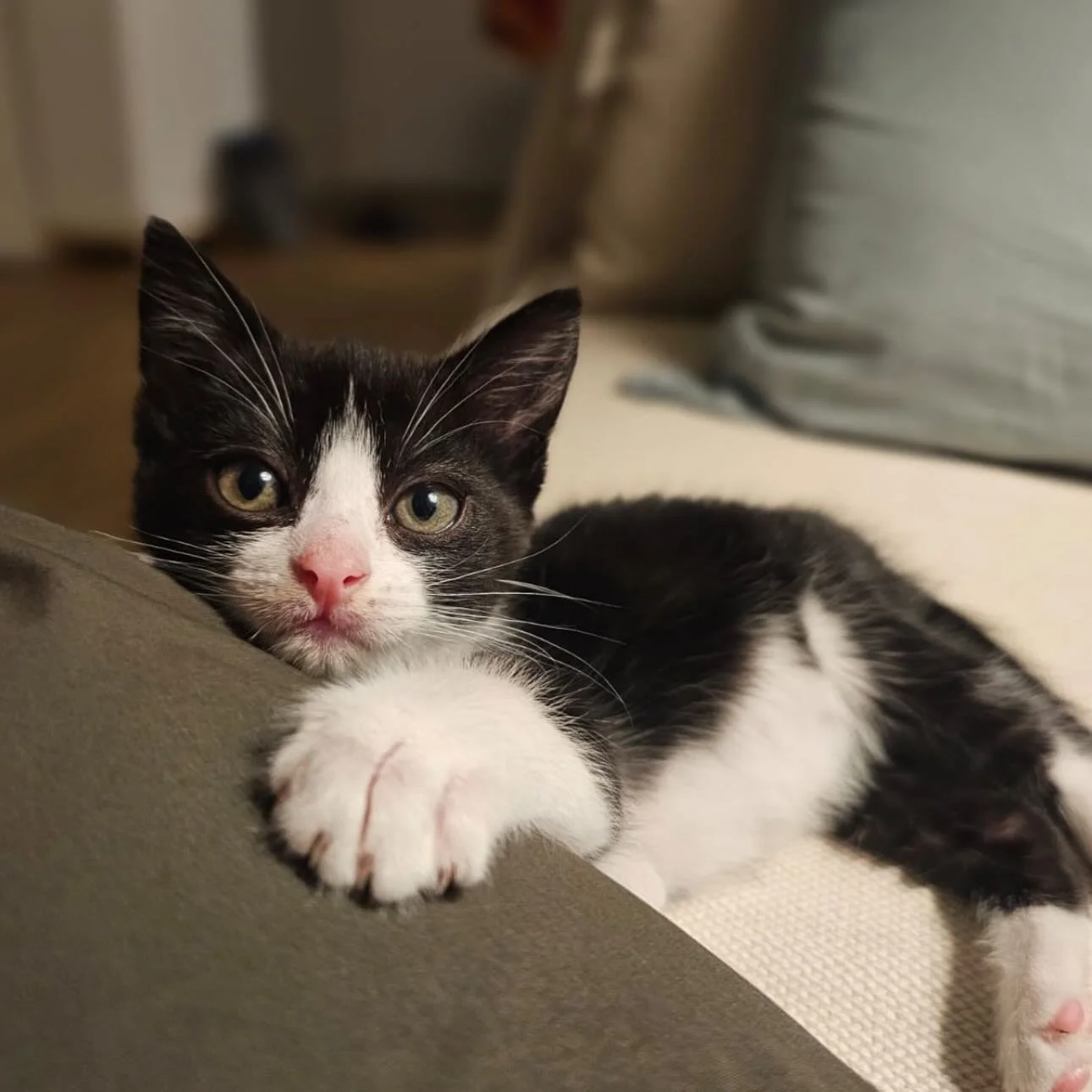 🩷AVAILABLE FOR ADOPTION 🩷

Meet Eggs Benny: 0% Braincells, 100% Heart
If you want a companion who is 20% zoomies and 80% purrs, Benny is your girl. Looking like a Tim Burton sketch come to life, this lanky young lady trades logic for pure, unadulte