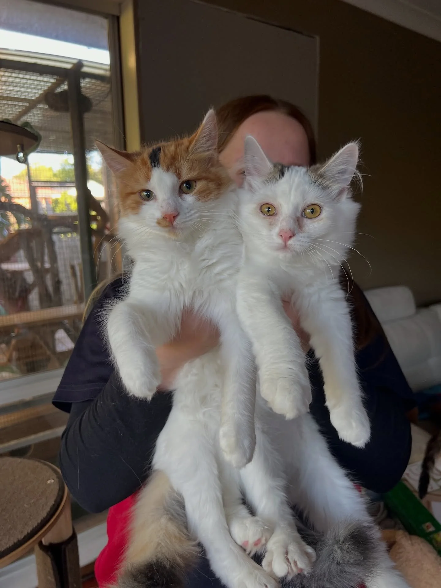 🩷AVAILABLE FOR ADOPTION 🩷

Meet Malt &amp; Caramello: The Sweetest Duo! 🍬🍼

If you&rsquo;re looking for the perfect blend of sugar and spice, look no further! Malt and Caramello are a bonded pair of fluffy best friends who are ready to bring doub
