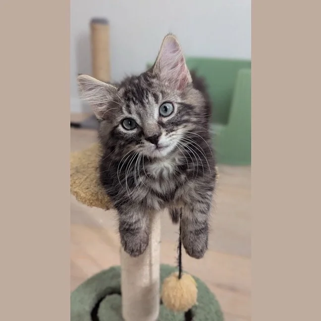 🩷 AVAILABLE FOR ADOPTION 🩷

🐾Meet Bingley, Collins &amp; Darcy, Our Little Literary Trio Looking for Homes! 🐾

These three gorgeous kittens may share famous names, but each has their own unique personality. While they don&rsquo;t need to be adopt